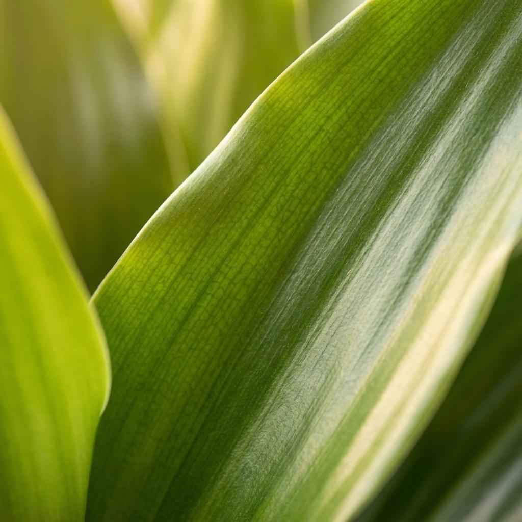 Image of Drachenbaum Janet Craig Dracaena Zimmerpflanze 90-100cm Ø21cm Pflegeleichte Grünpflanze für Wohnzimmer Büro & Innenräume-1