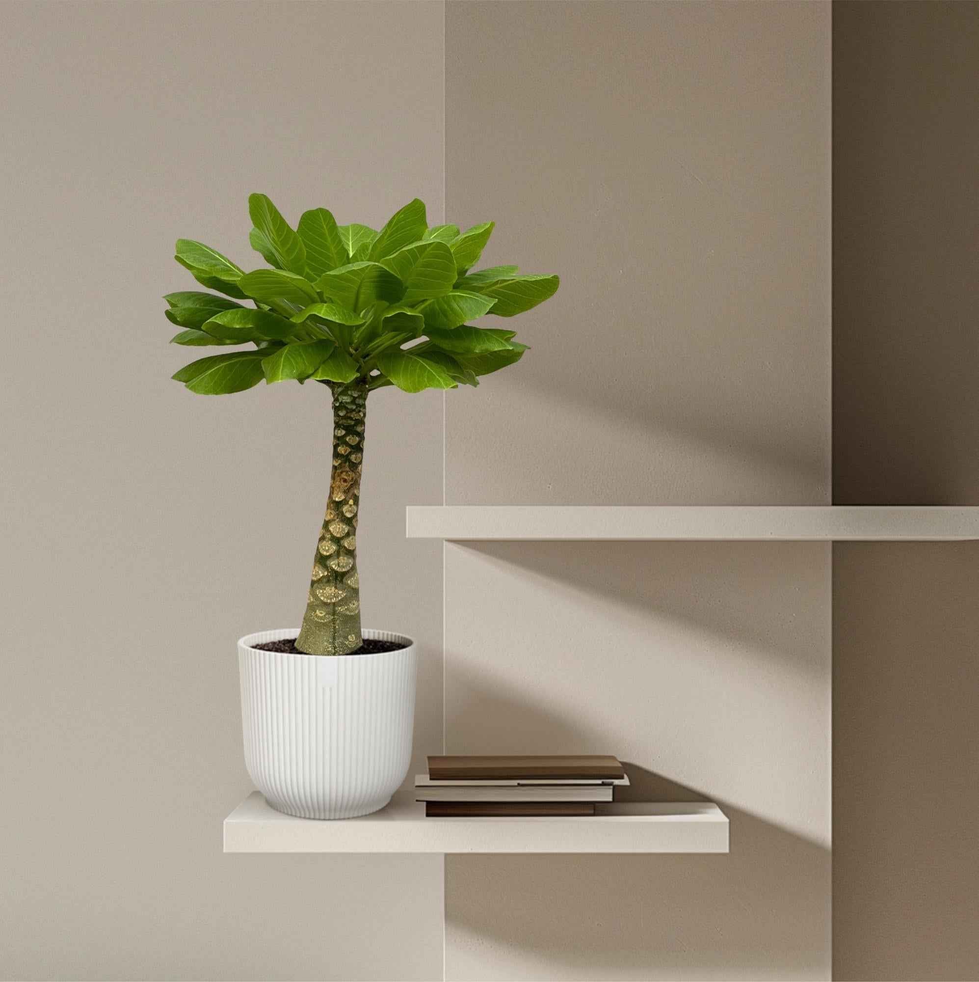 Image of Vulkanpalme Brighamia insignis – Zimmerpflanze 25cm hoch – Ø12cm – Tropische Rarität mit glänzenden Blättern – Pflegeleicht & dekorativ-3
