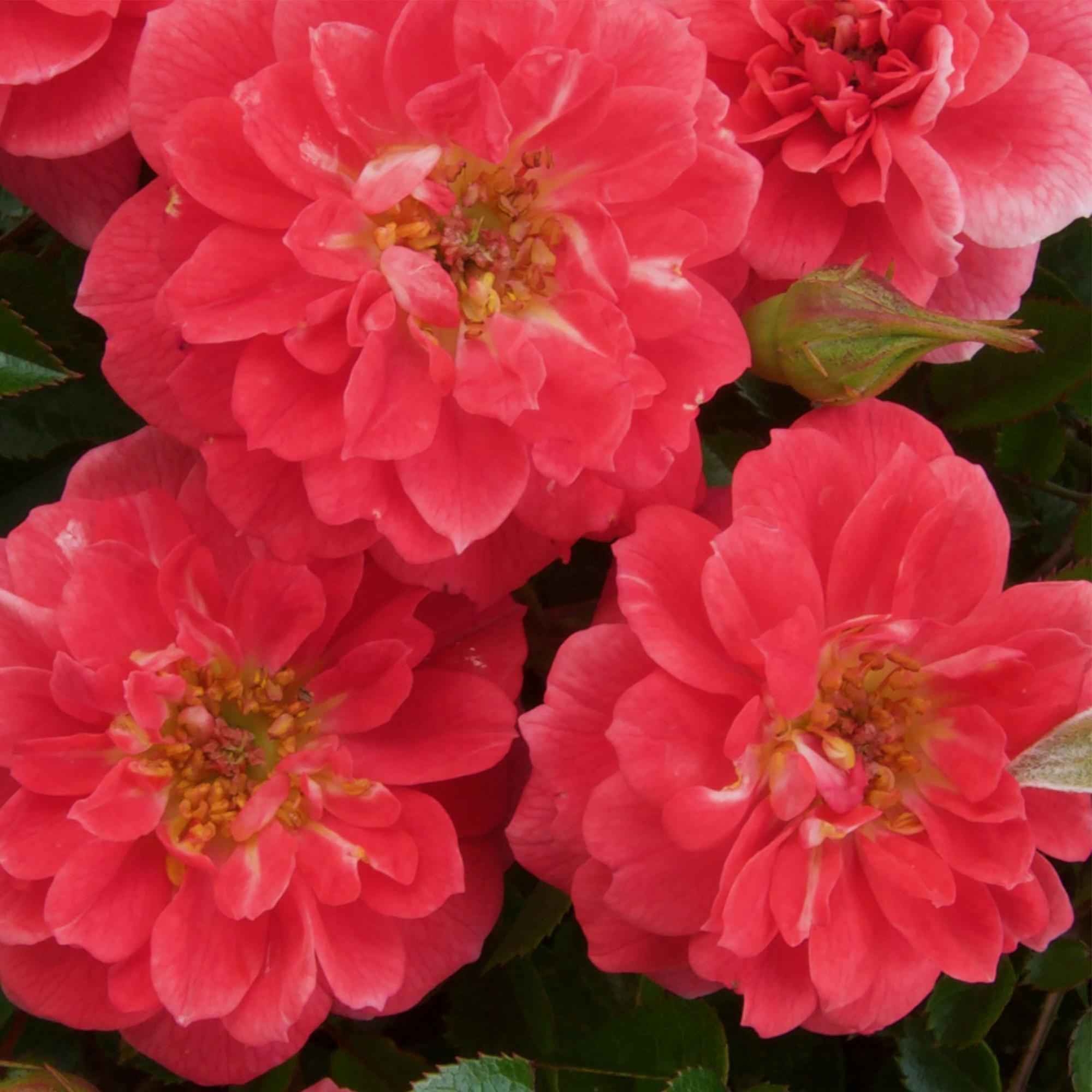 Image of Kletterrose – Rosa Salmon Queen – Lachsrosa Blüten – 2 Pflanzen – 11cm – Höhe 40cm – Duftend & pflegeleicht – Blüte Juni bis Oktober-4