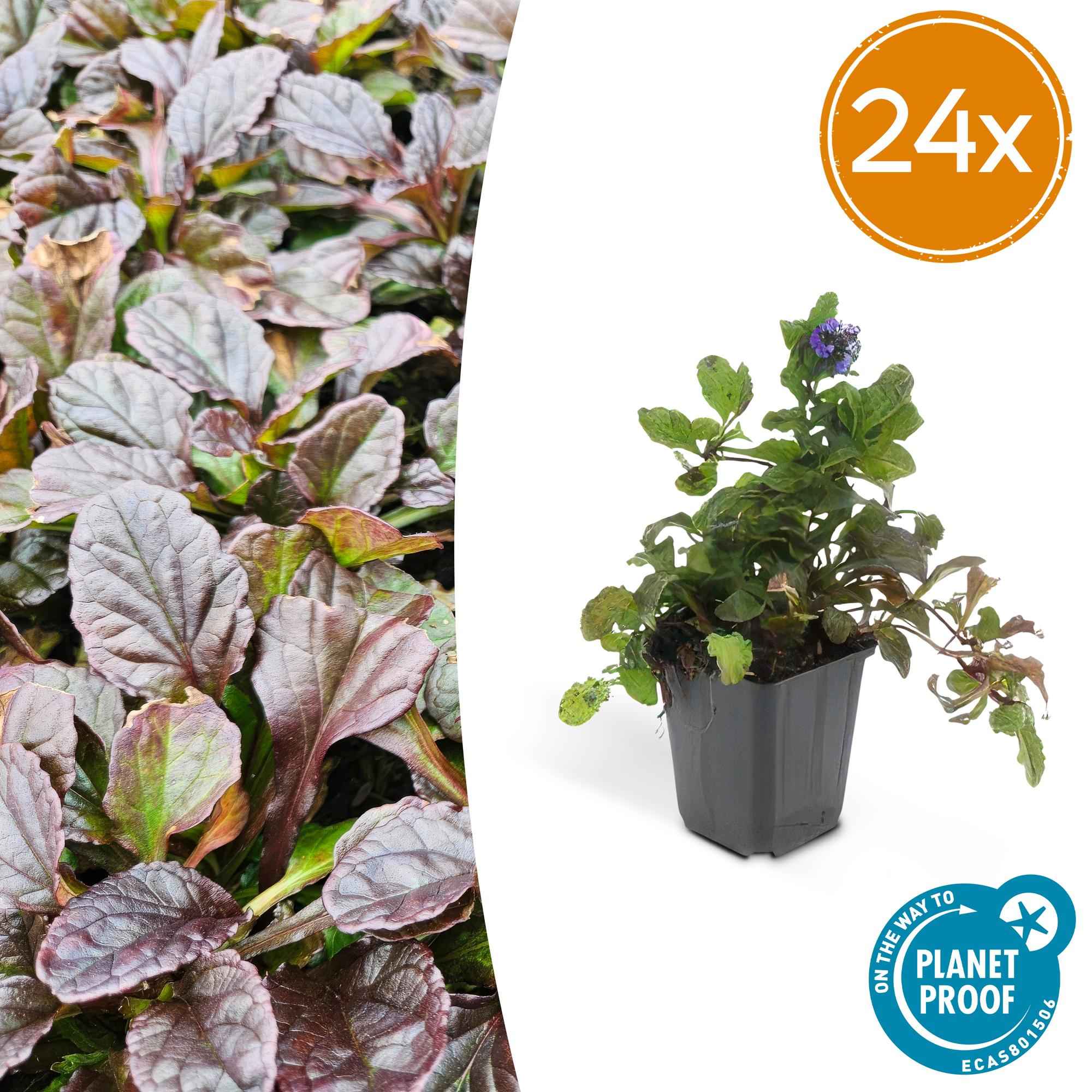 Image of Ajuga reptans – Kriechender Günsel Ø9cm – Höhe 10-25cm – Bodendecker für Halbschatten & Schatten – Blauer Blütenteppich – 24 Pflanzen-1