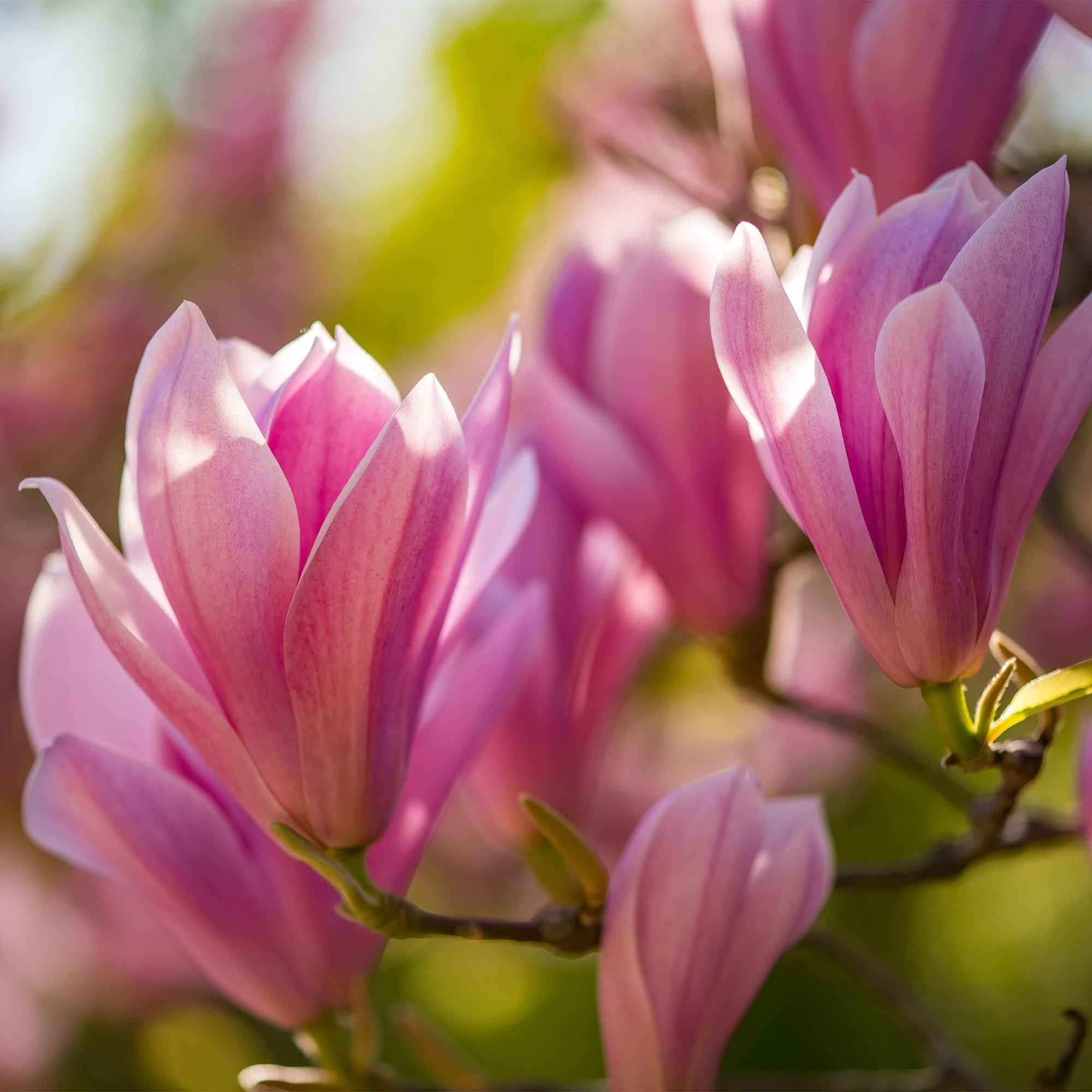 Image of Magnolia Heaven Scent – 12cm – Höhe ca. 30cm – Laubabwerfende Magnolie mit zart duftenden cremeweißen Frühlingsblüten-3