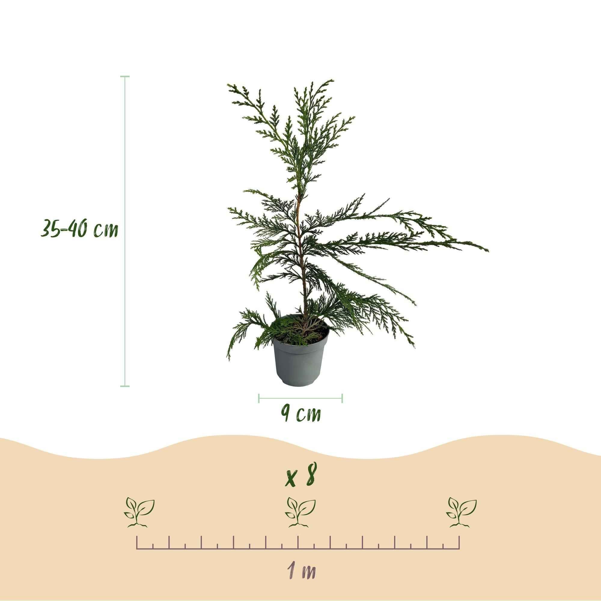 Image of Leyland – Zypresse Cupressocyparis leylandii – Immergrüne Heckenpflanze – 8 Pflanzen – 1m – 9cm Höhe 35-40cm – Schnellwachsend & Pflegeleicht-2