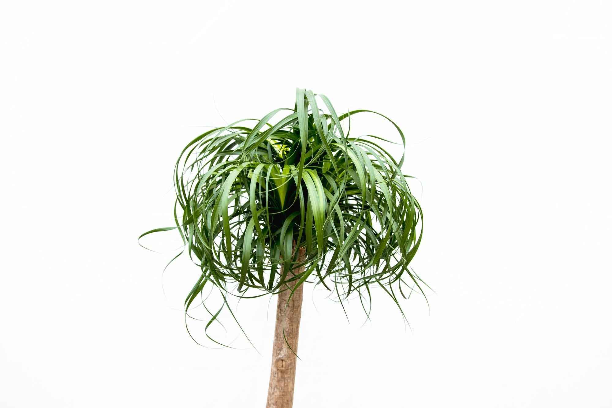 Image of Beaucarnea XXL – ca.180-200cm Zimmerpflanze – Elefantenfuß mit markantem Stamm – Exklusive Großpflanze für Wohnzimmer Büro & Empfangsbereiche-1