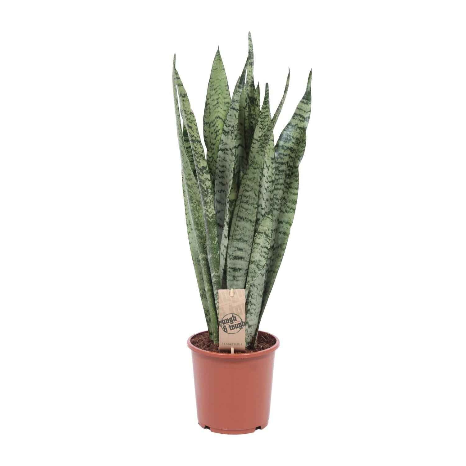 Image of Bogenhanf Sansevieria Zeylanica – 70cm Ø17cm – Pflegeleichte Schwiegermutterzunge mit schlanken Blättern – Robuste Grünpflanze
