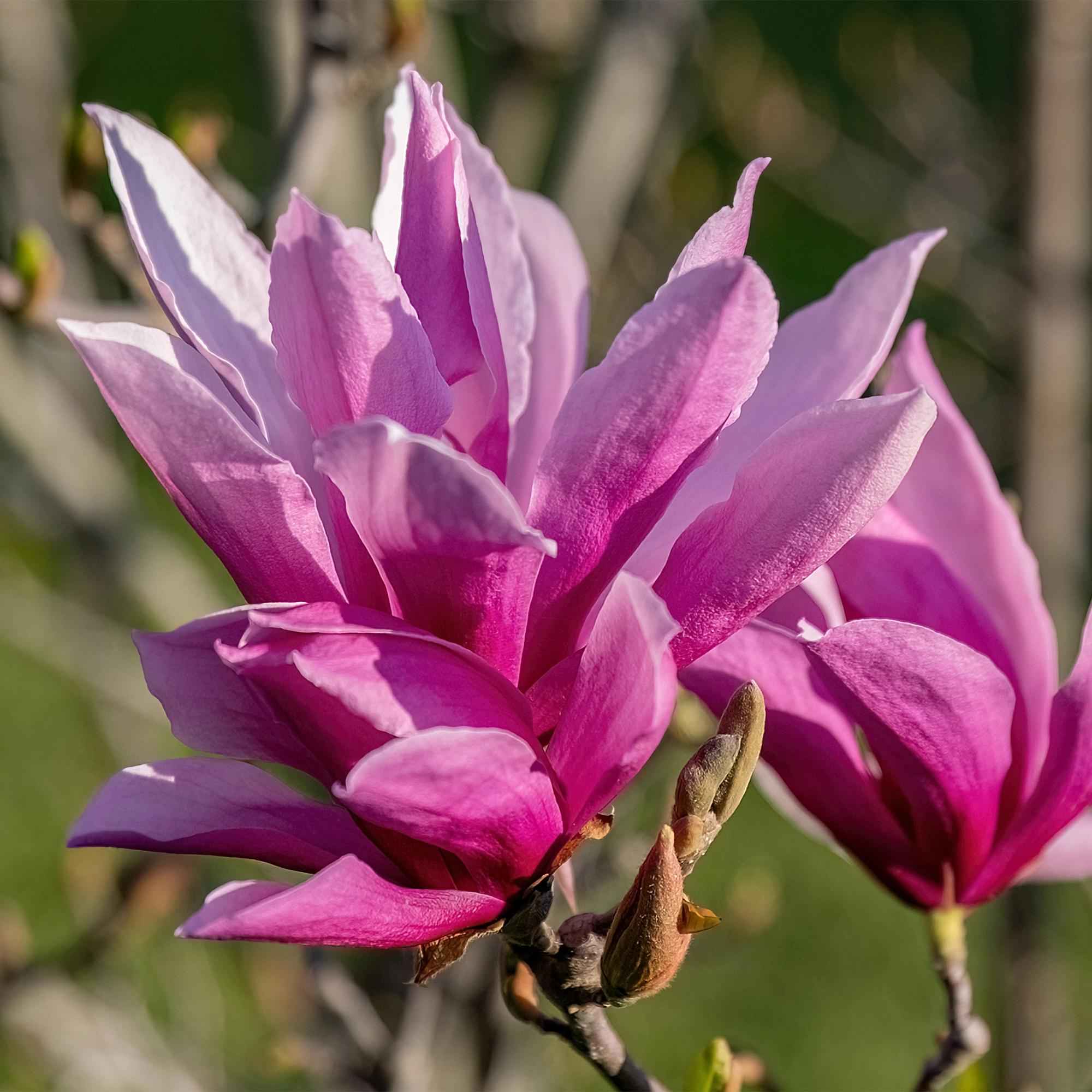 Image of Magnolia liliiflora Nigra – 12cm – Höhe ca. 30cm – Laubabwerfende Magnolie mit tief lila Frühlingsblüten – Pflegeleicht für Beet, Balkon & Terrasse