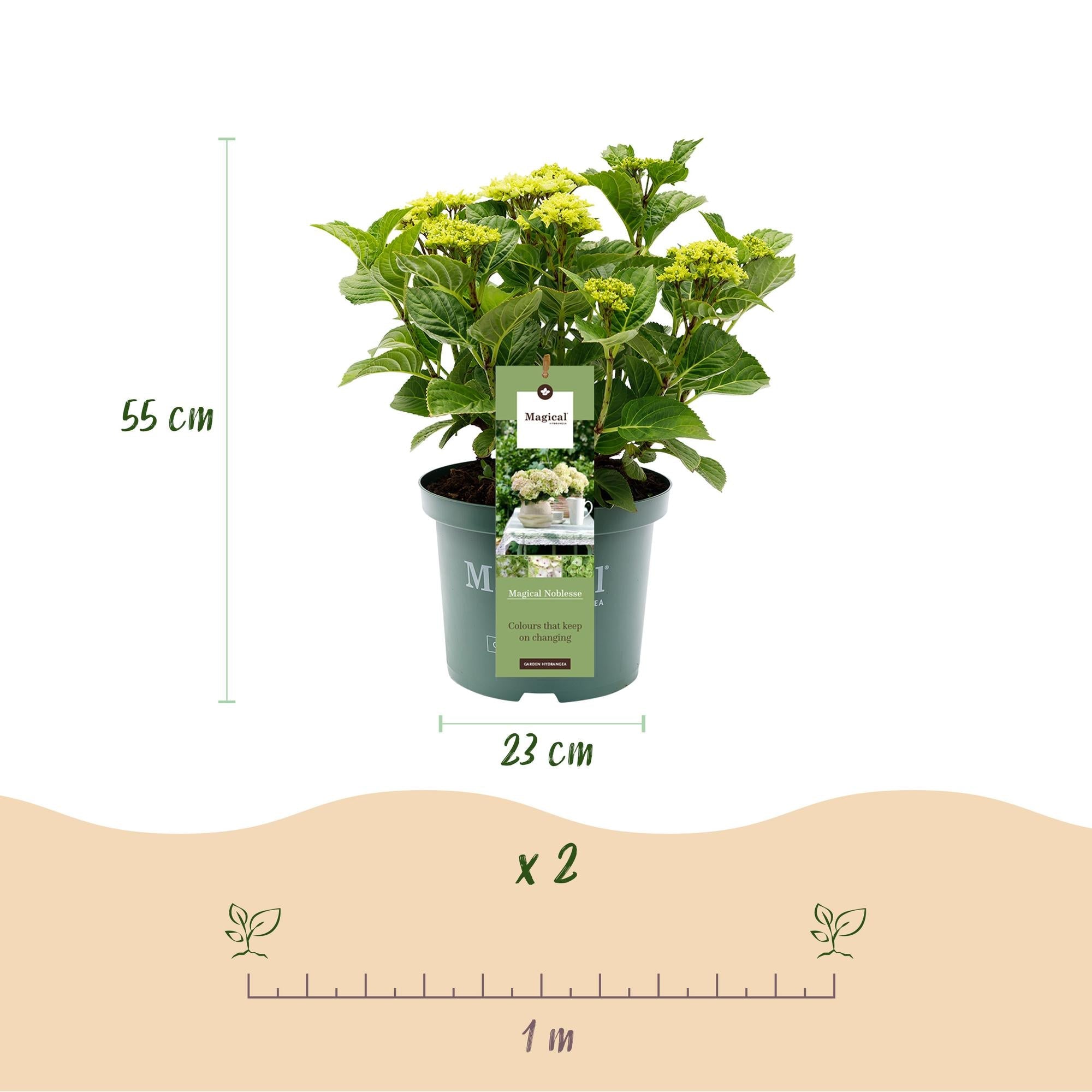 Image of Hortensie Magical Noblesse – Hydrangea macrophylla – Weiß – Balkonpflanze – 23cm Ca. 55cm hoch – 6-10 Blüten – Für Balkon, Terrasse & Beet-2