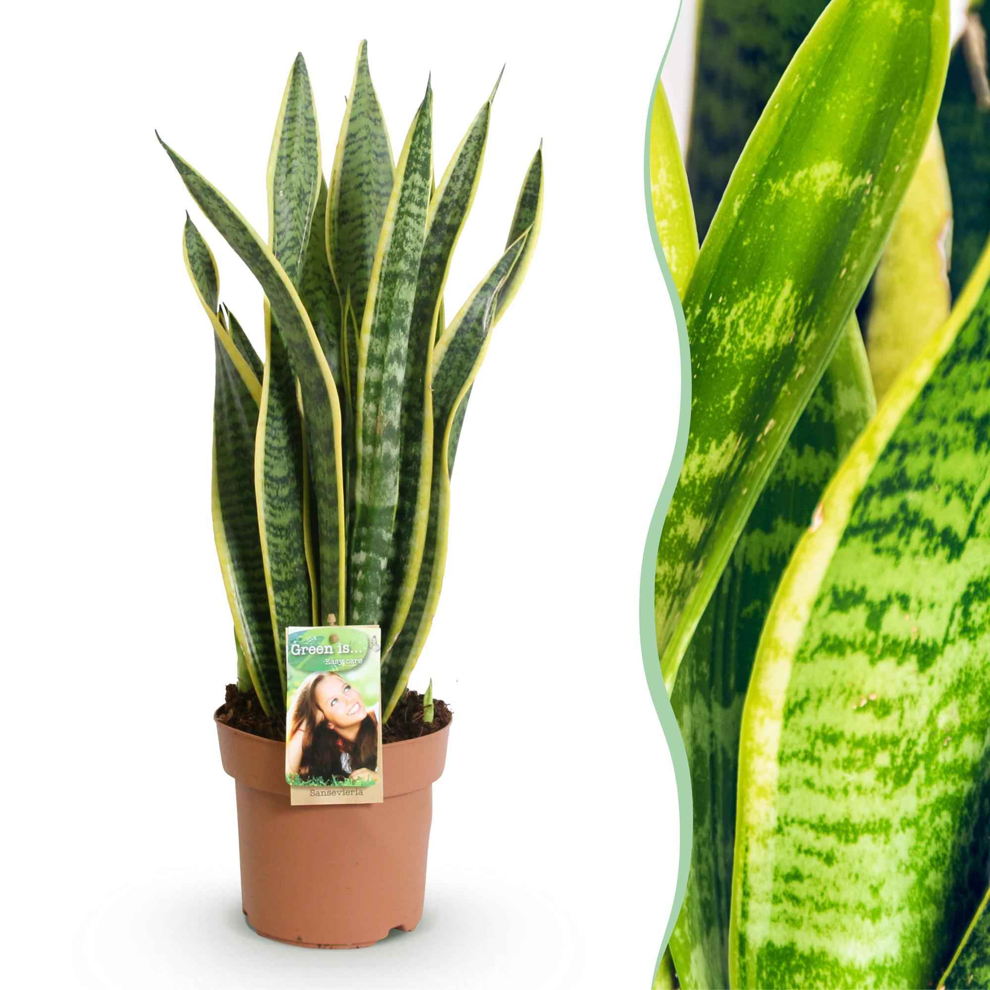 Image of Sansevieria Laurentii – 60-70cm – 17cm – Pflegeleichte Schwiegermutterzunge in Grün – Gelb-1