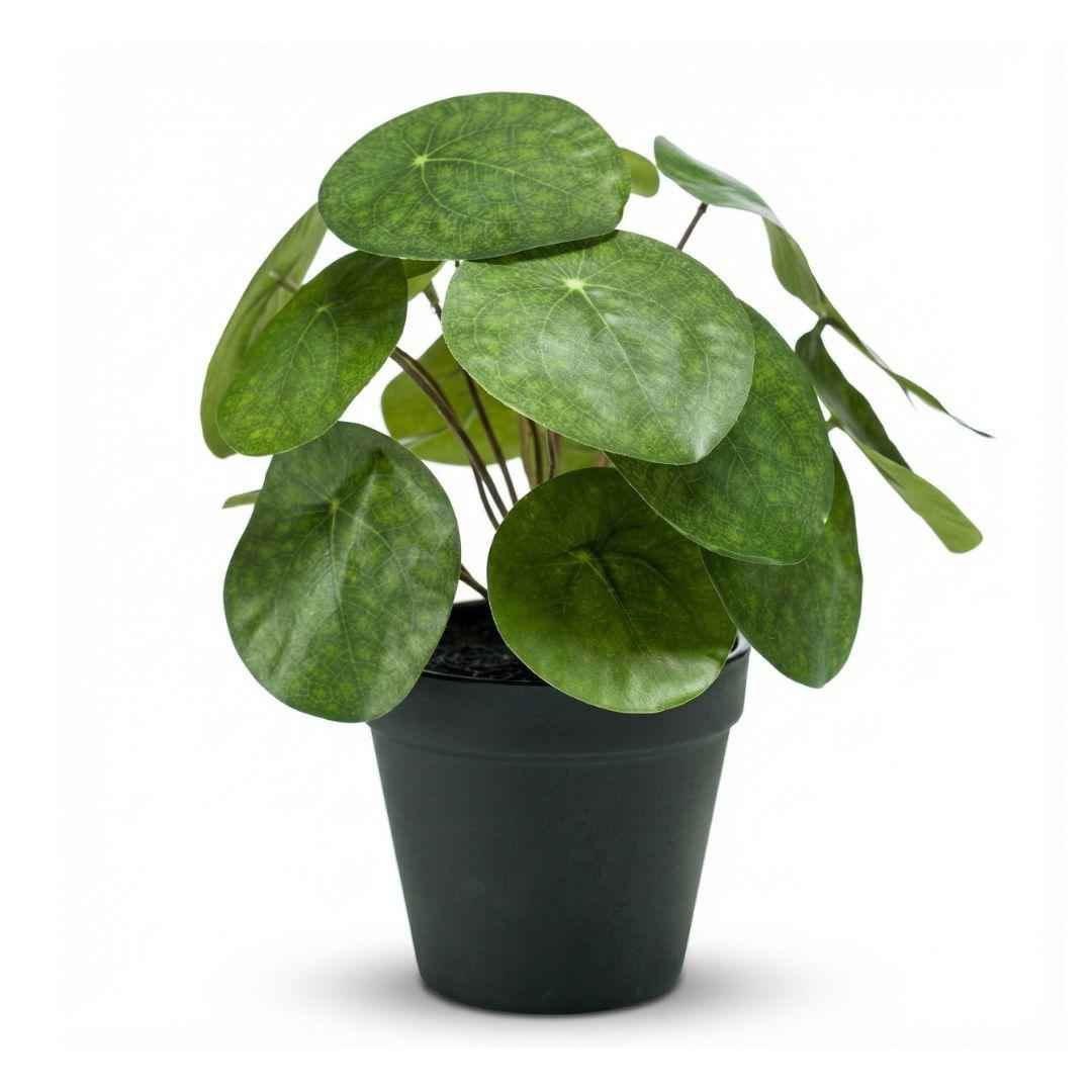 Image of Pilea Kunstpflanze Busch – ca.25cm – Im schwarzen Topf – Realistische künstliche Zimmerpflanze – Pflegefreie Deko für Fensterbank Regal & Büro-0