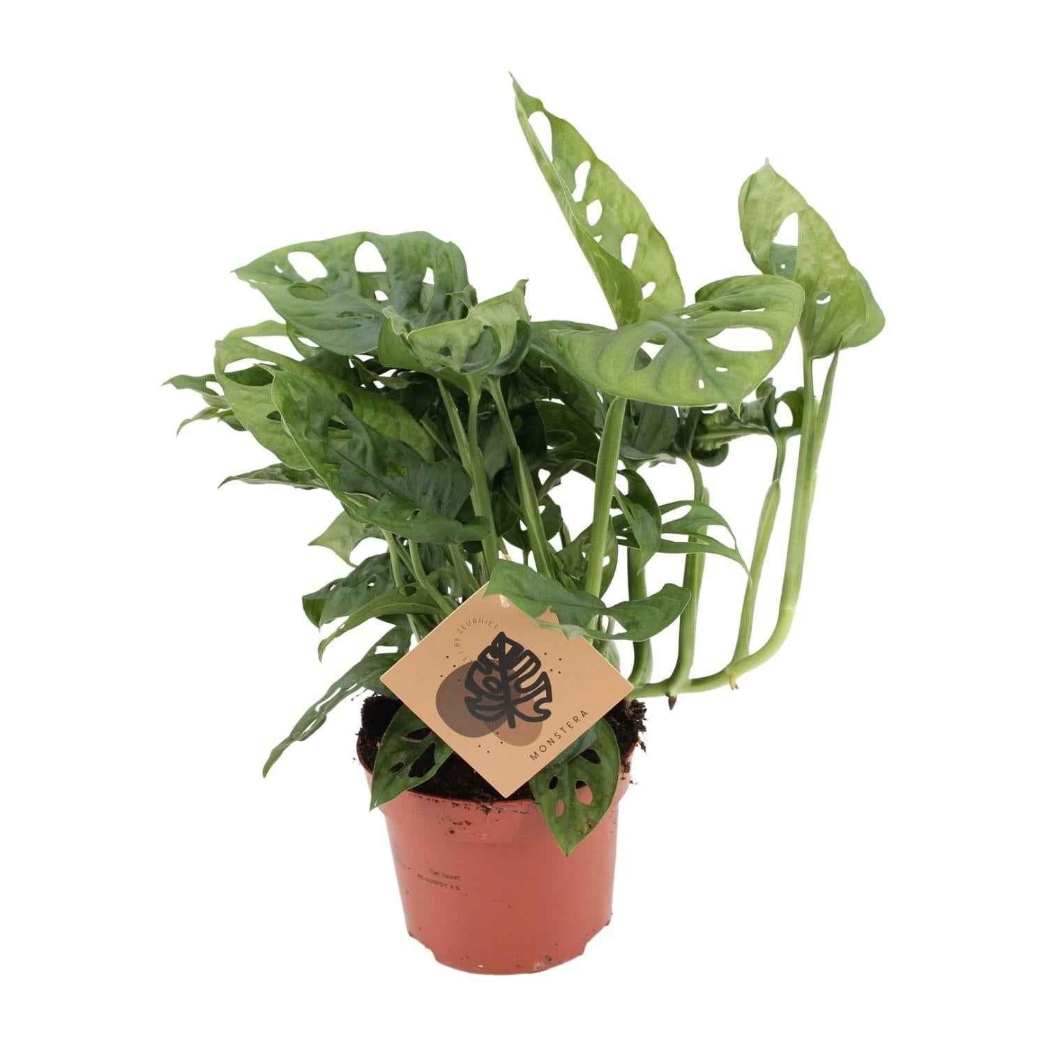 Image of Fensterblatt – Monstera Monkey Leaf – Zimmerpflanze – Ø12cm – ↕30cm – Pflegeleicht & luftreinigend