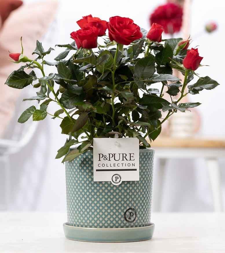 Image of Rose Red im Keramiktopf – Ø12cm ↕30cm – Rote Rose im stilvollen Blumentopf – Elegante Zimmerpflanze & Geschenkidee – Symbol für Liebe & Leidenschaft