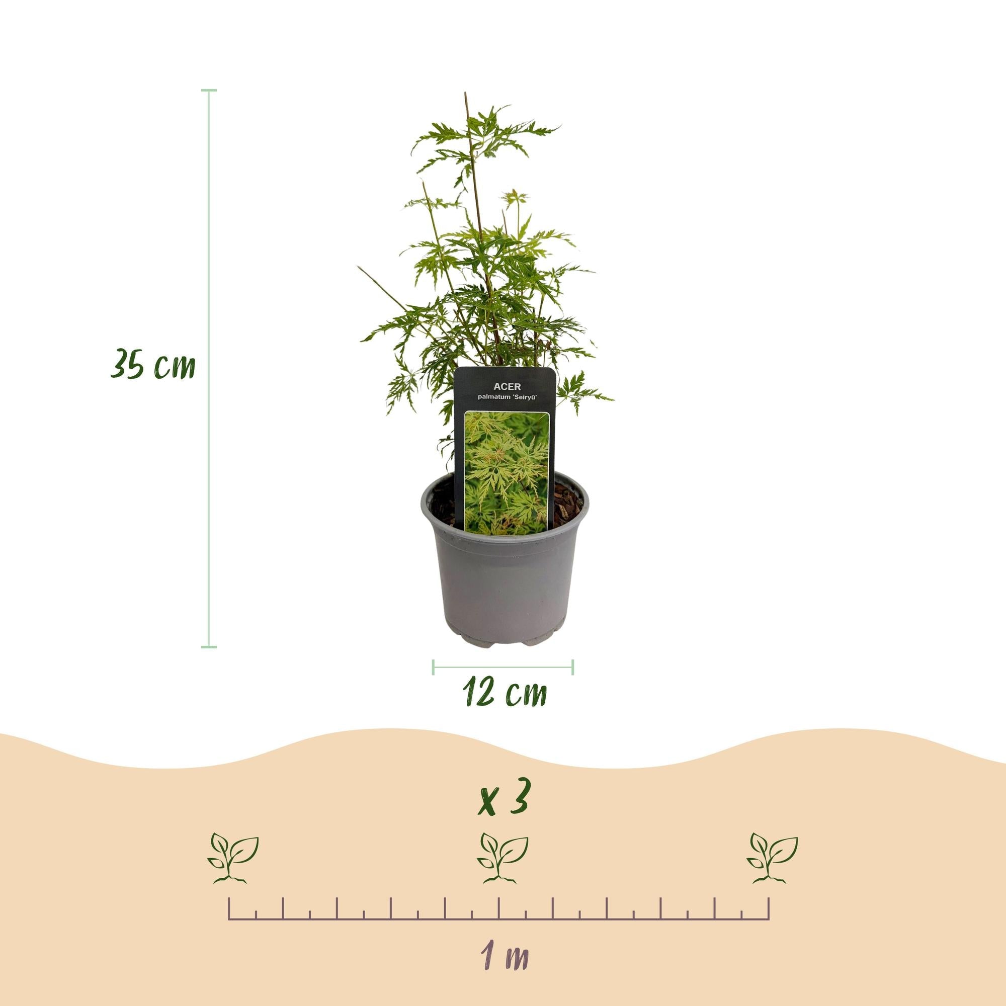 Image of Ahorn Acer palmatum Seiryu – 12cm – Höhe ca. 35cm – Filigranes grünes Laub & leuchtende Herbstfarben – Laubabwerfender pflegeleichter Zierstrauch-4
