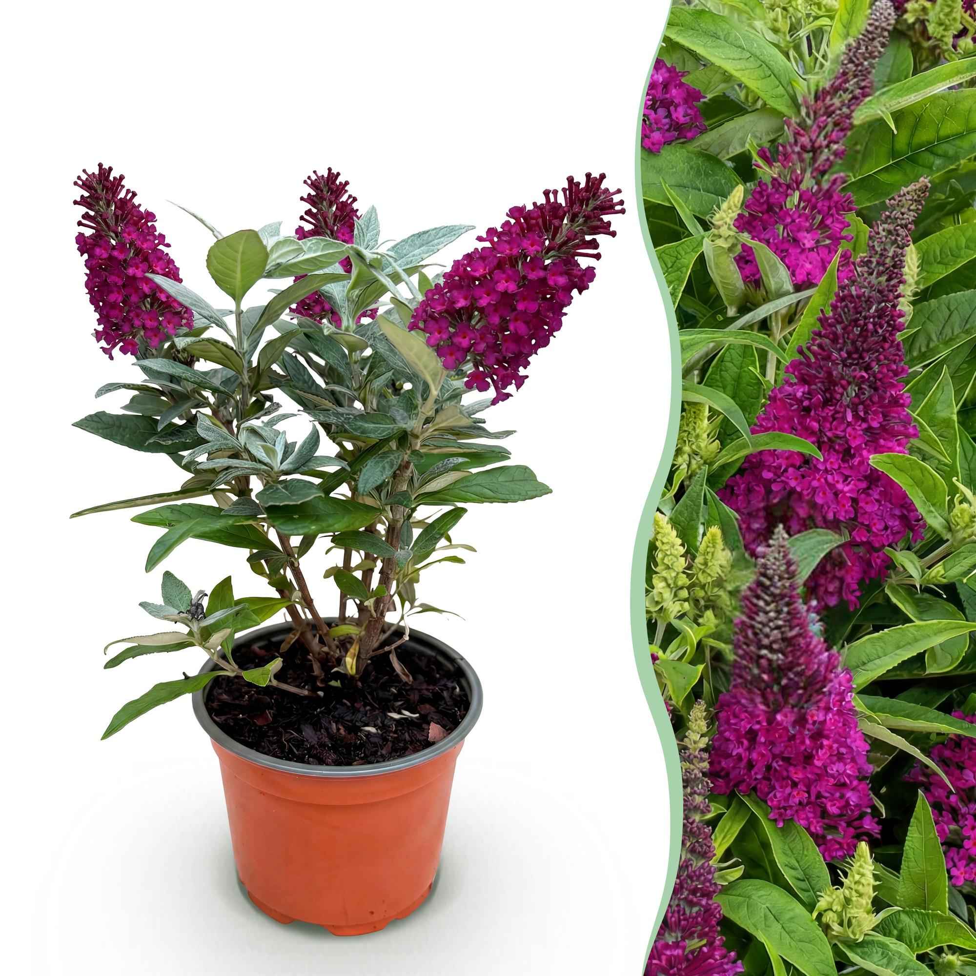 Image of Schmetterlingsstrauch Buddleja davidii Butterfly Candy Little Ruby kompakt rot 20-25cm 12cm bienenfreundlich duftend für Garten Balkon Terrasse Beet-1