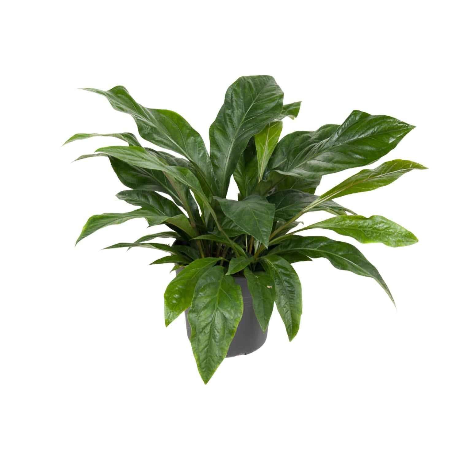 Image of Flamingoblume – Anthurium Jungle Bush – Zimmerpflanze – Ø30 cm – ↕70 cm – Pflegeleicht – Leuchtendes Laub – Tropisches Flair