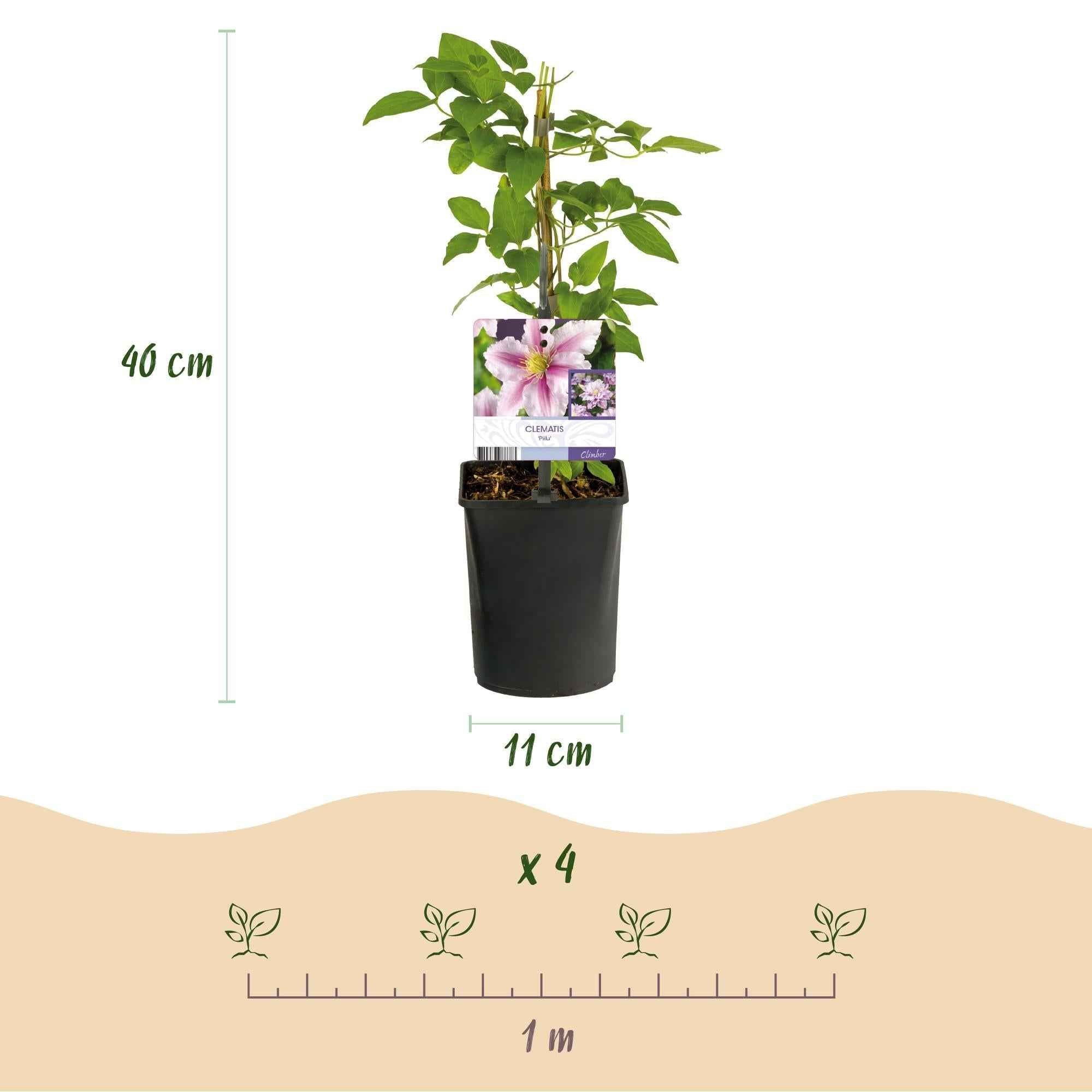 Image of Kletterpflanze – Clematis Piilu – Rosa Blüten – 2 Pflanzen – 11cm – Höhe 40cm – Blüte Mai – September – Pflegeleicht & bienenfreundlich-4