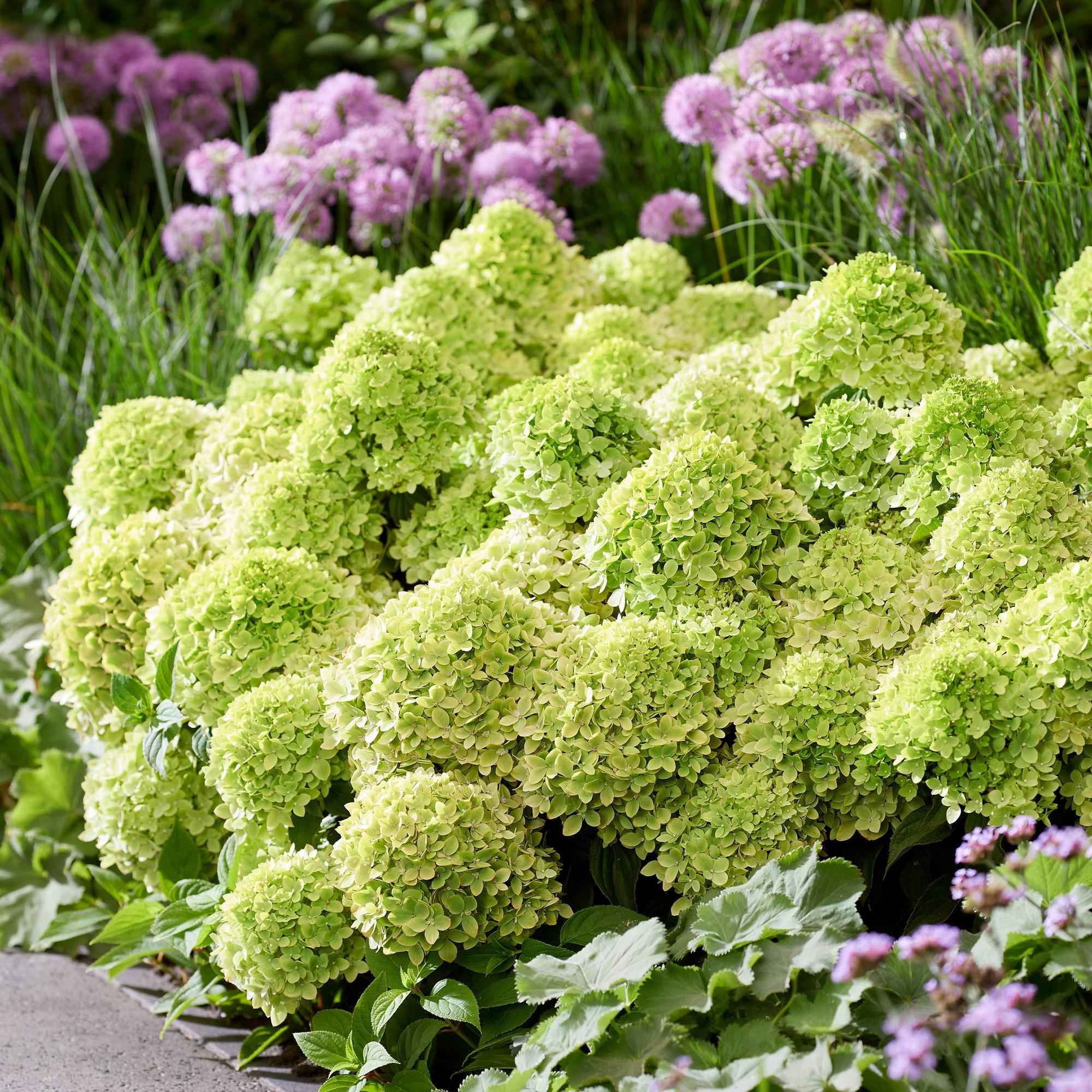 Image of Rispenhortensie Hydrangea paniculata Groundbreaker Greeny winterhart creme 20cm 14cm für Garten Balkon Terrasse Beet bienenfreundlich pflegeleicht-0