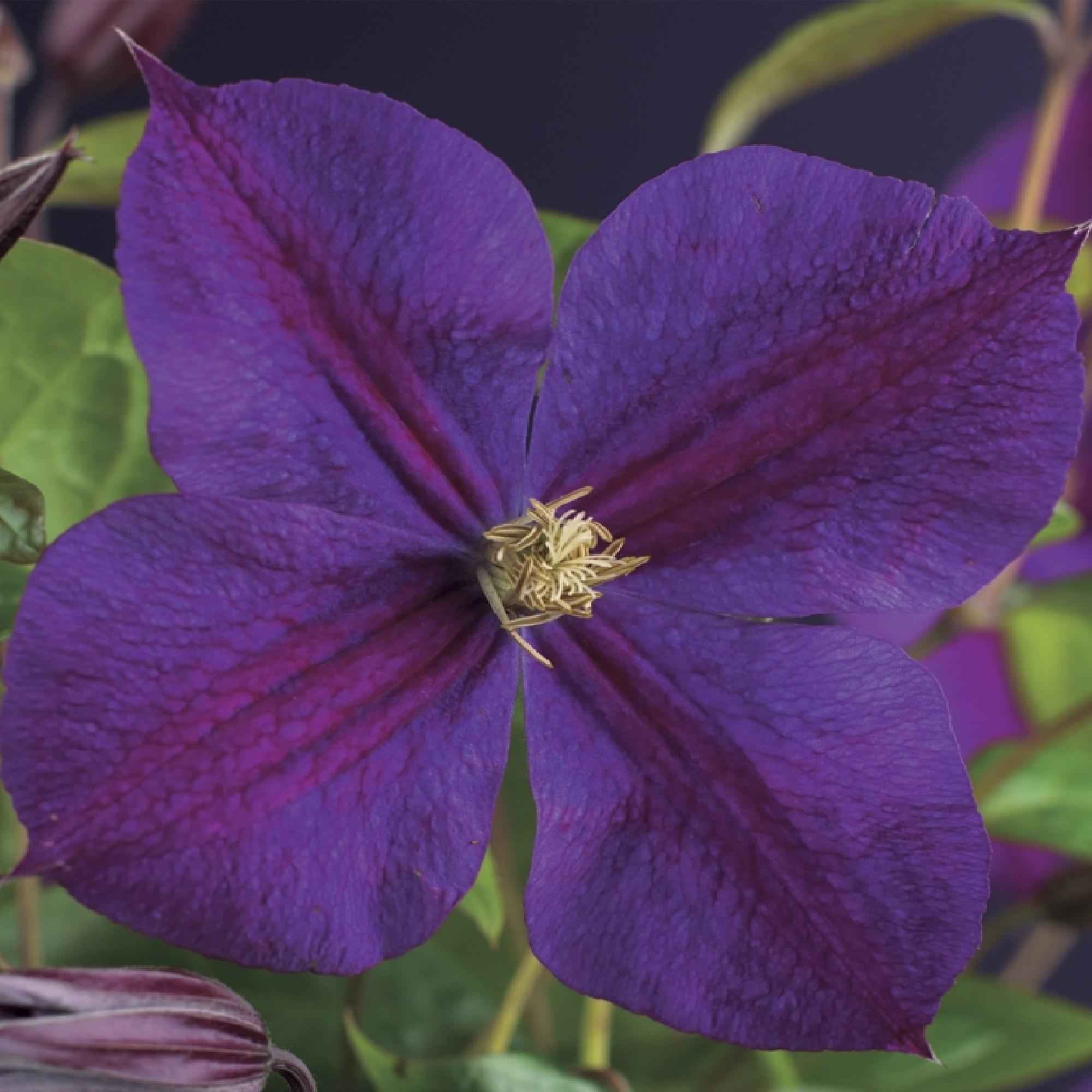 Image of Kletterpflanze Clematis Star of India – Tiefblaue Blüten – 2 Pflanzen – 11cm x H40cm – Pflegeleicht & Winterhart – Ideal für Garten, Balkon & Pergolen