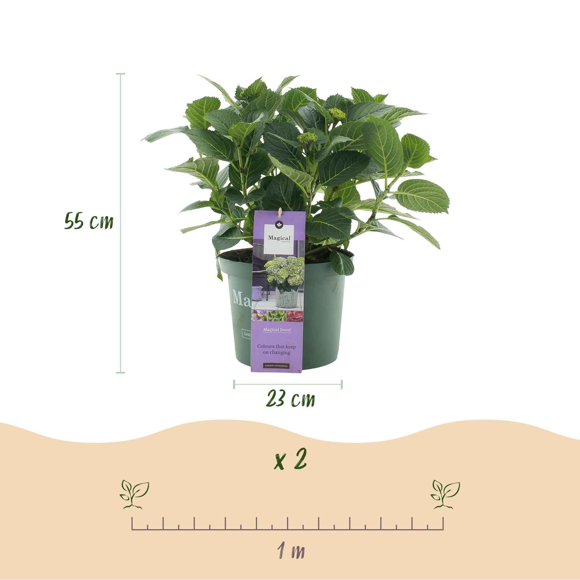 Image of Hortensie Hydrangea macrophylla Magical Jewel Blue – 2 Pflanzen – Blauer Blütenschmuck – Topf Ø23cm – Höhe 55cm – Balkon – und Gartenpflanze-4