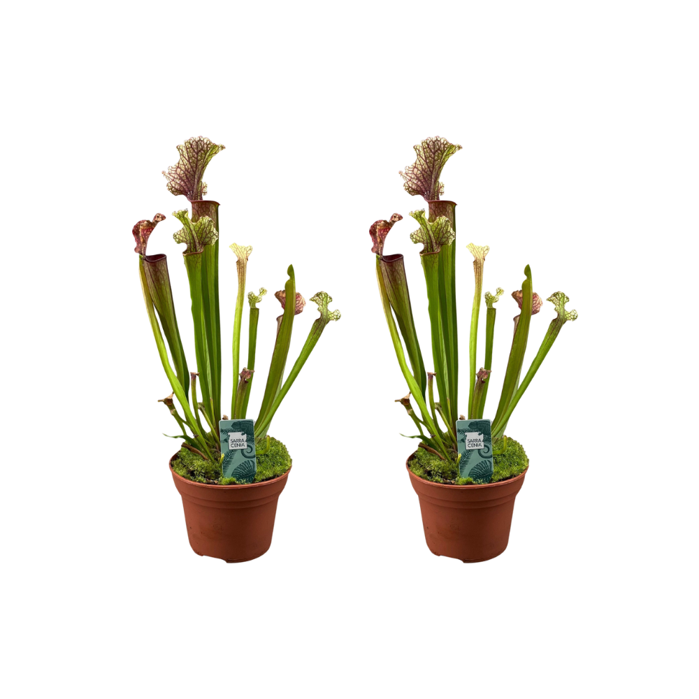 Image of Schlauchpflanze Judith Hindle – 2 Pflanzen – Sarracenia – Ø12cm – ca. 30cm hoch – Fleischfressende Pflanze mit farbigen Schläuchen – Exotisch, pflegeleicht & insektenfangend-0