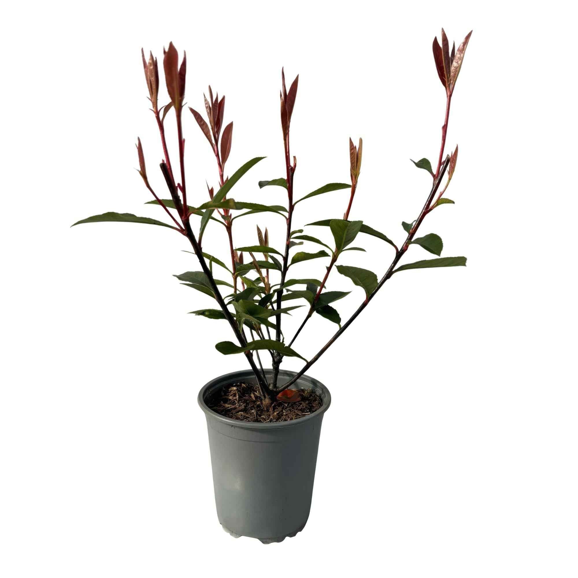 Image of Glanzmispel Photinia fraseri Carre Rouge – Immergrüne Heckenpflanzen – 8 Pflanzen – 1m – 9cm Höhe 30-35cm – Rote & grüne Blätter – Pflegeleicht-0