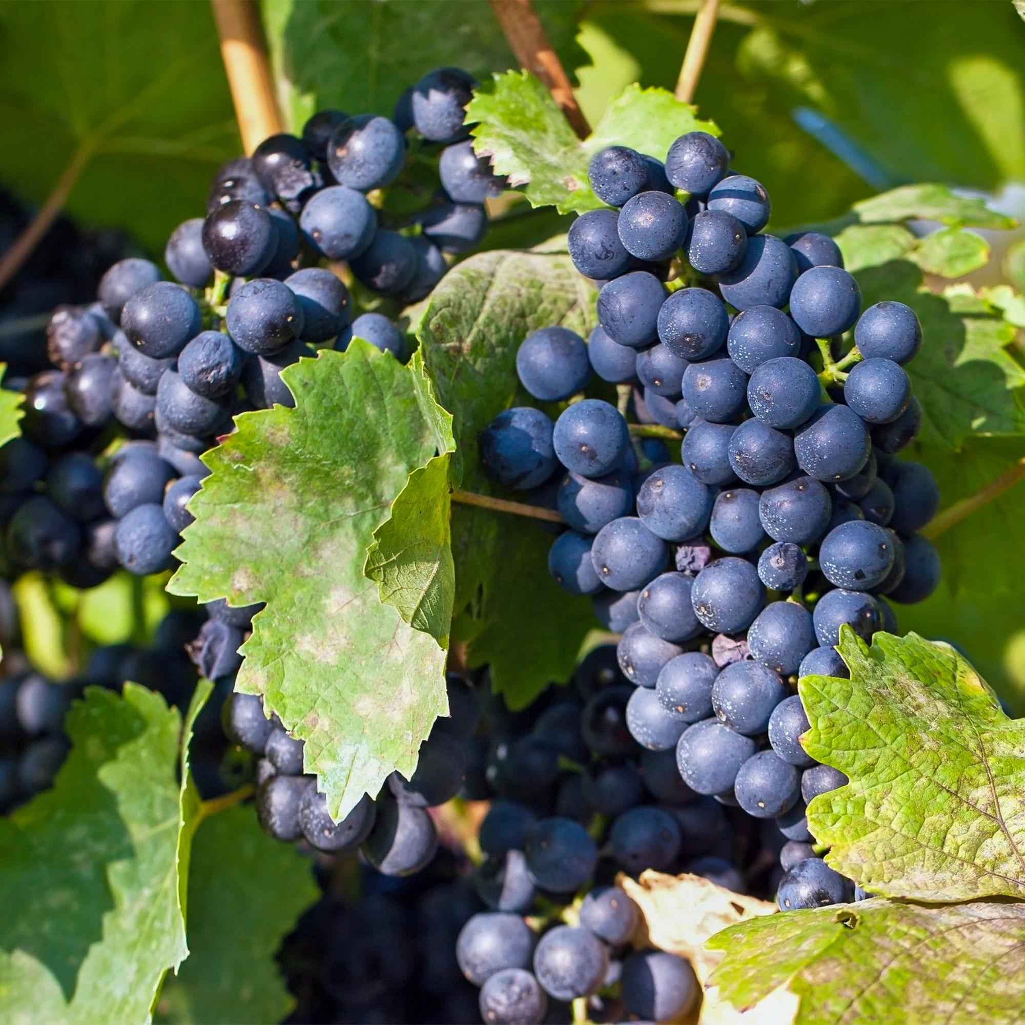 Image of Weinrebe – Blaue Traube – Vitis vinifera Regent – Obstpflanze – 2 Pflanzen – 15cm – Höhe ca. 50cm