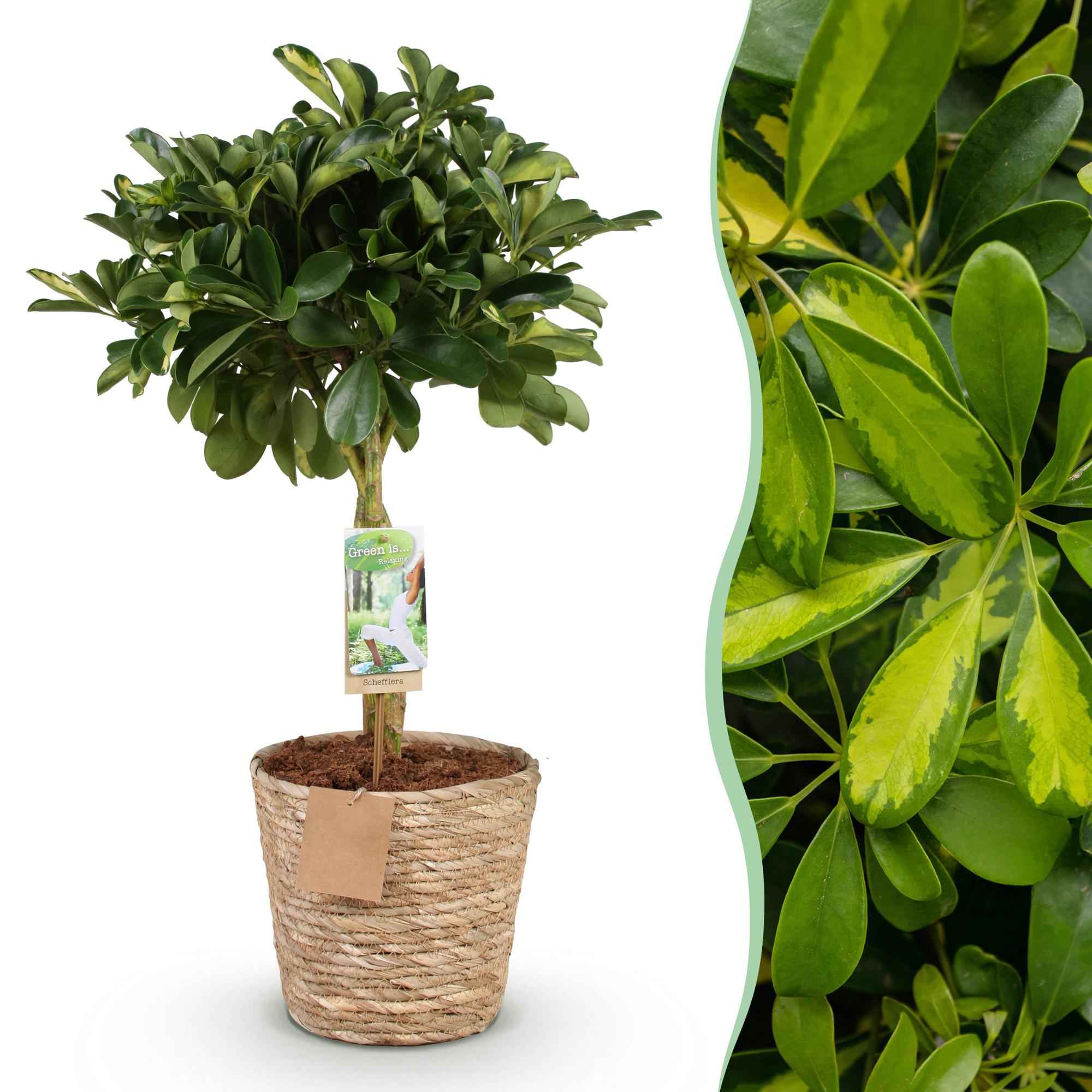 Image of Schefflera Gold Capelle – 70-80cm – 21cm inkl. Naturkorb – Pflegeleichter Fingerbaum – Grün – Goldenes Blattwerk