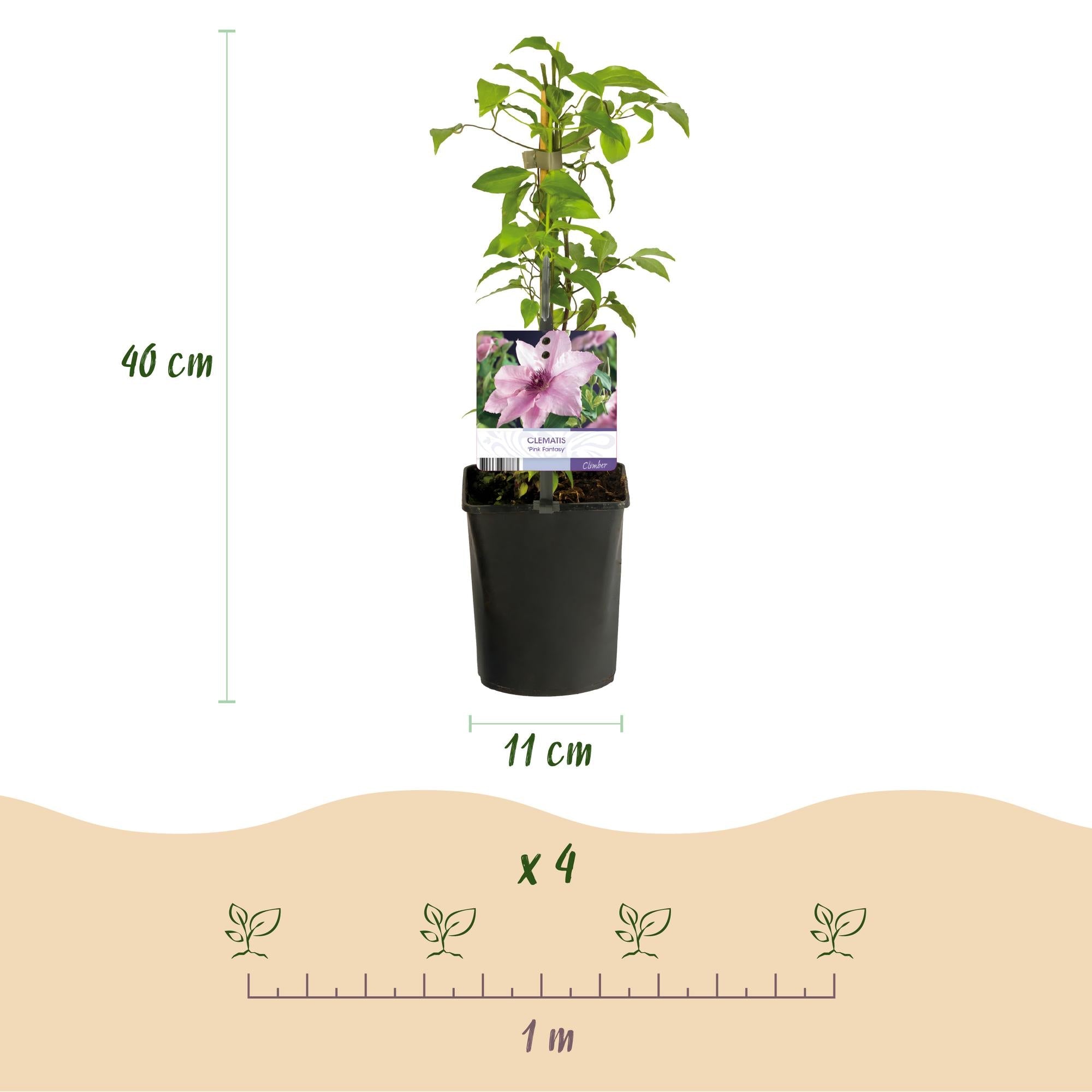 Image of Kletterpflanze Clematis Pink Fantasy – Rosa Blüten – Wenig Pflege – 2 Pflanzen – 11cm Höhe 40cm – Für Garten, Terrasse & Pergolen-3
