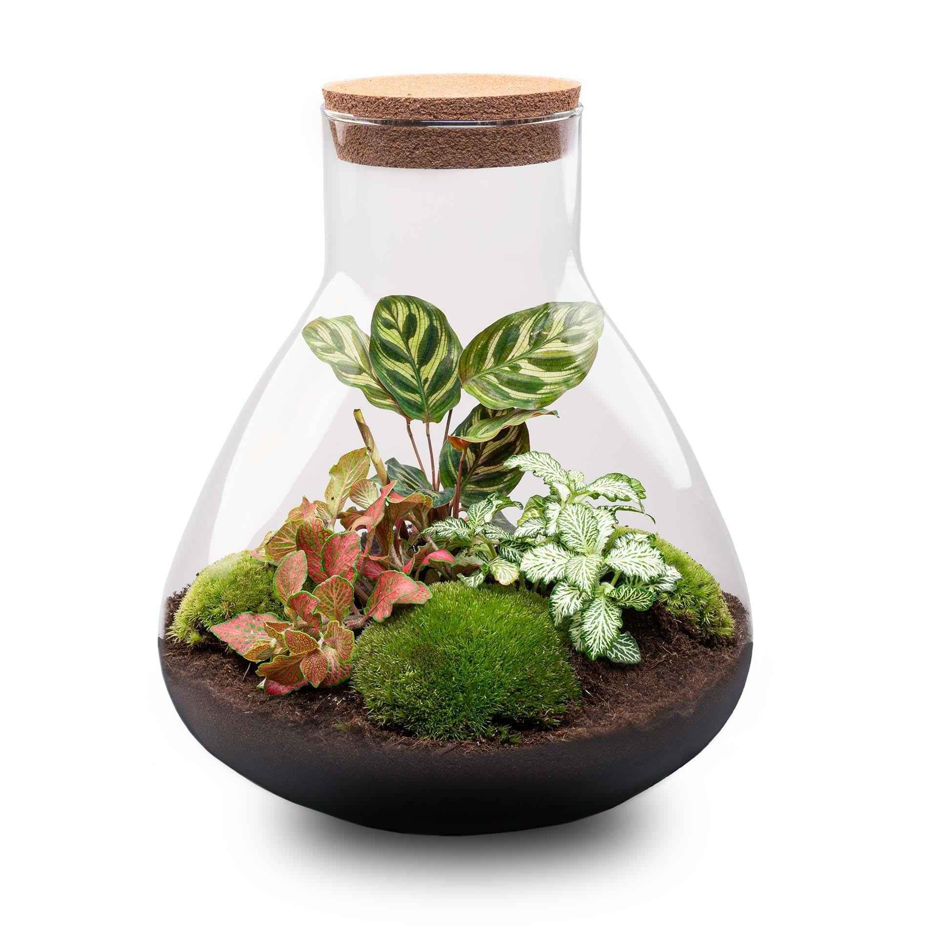Image of Flaschengarten Sam XL Rot – DIY Bausatz Terrarium – ↕35cm – Do – It – Yourself Pflanzen – Set – Autarkes Mini – Ökosystem