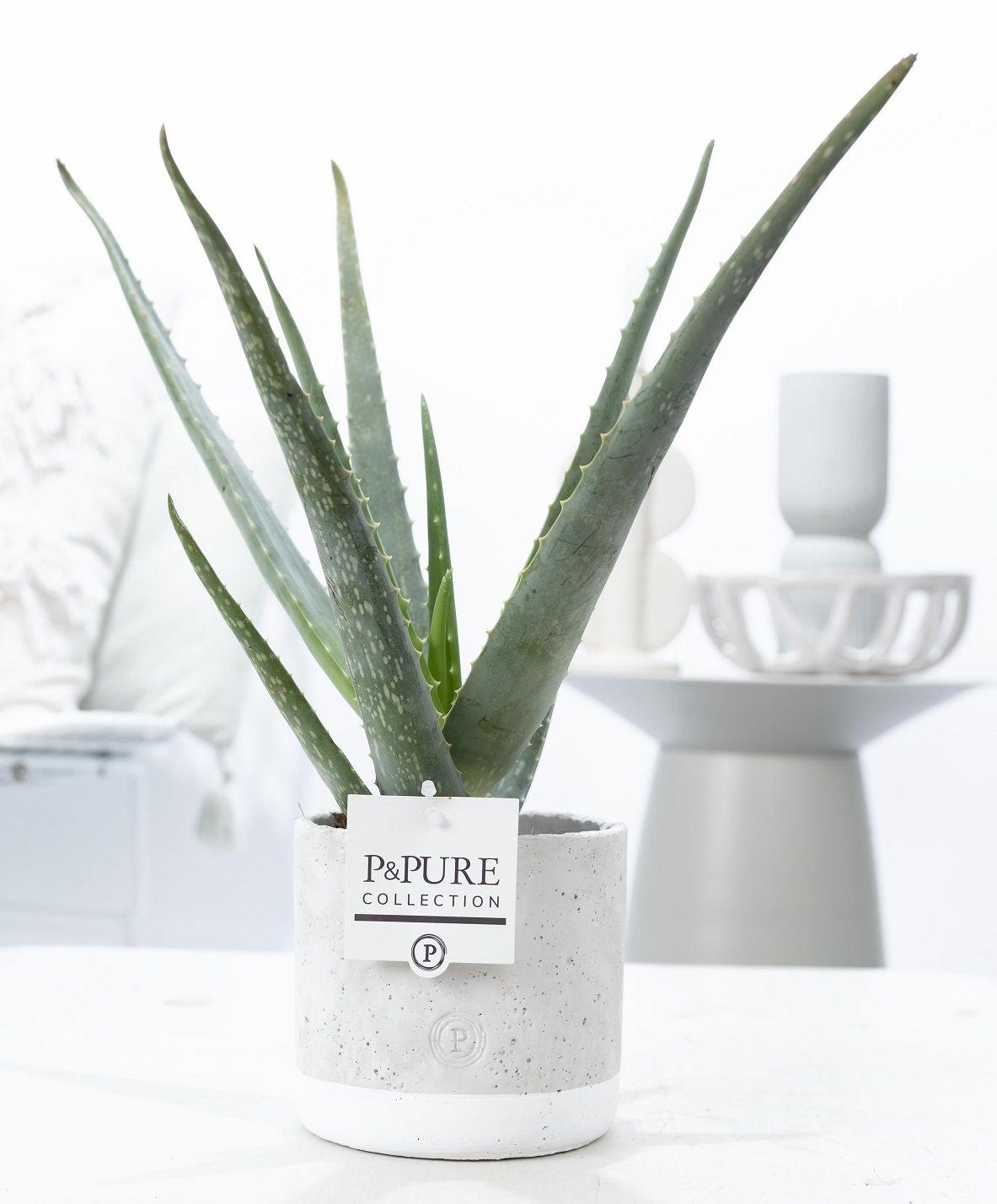 Image of Aloe Vera im Topf – Ø12cm ↕45cm – Pflegeleichte, luftreinigende Zimmerpflanze im eleganten Jade – Keramiktopf – Natürliches Deko-0