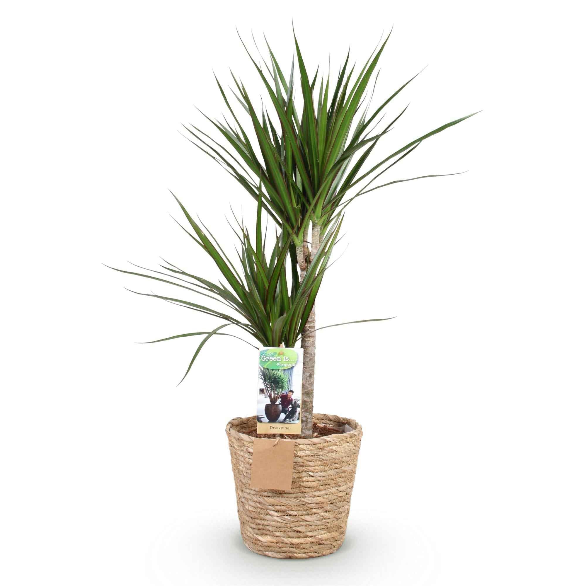 Image of Dracaena Marginata – 90-100cm – 21cm inkl. Naturkorb – Pflegeleichter Drachenbaum – Grün mit rotem Rand-0