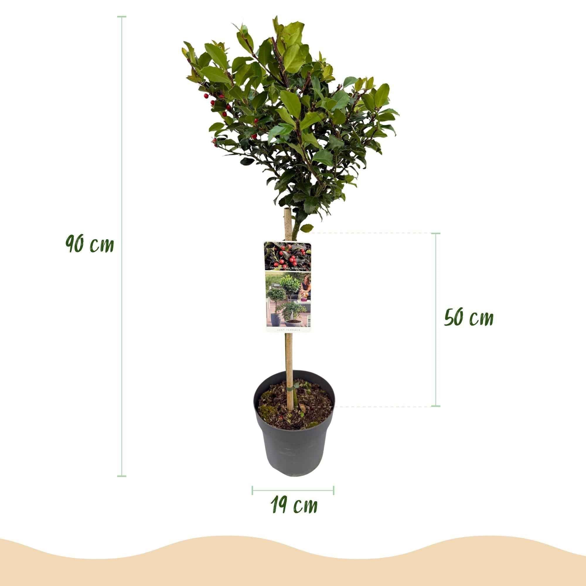 Image of Ilex meserveae 'Blue Maid' – Immergrüne Stamm – Pflanze – Ø19cm – Höhe ca. 90cm – Terrassenpflanze & Gartenpflanze – Pflegeleicht & wetterfest-2