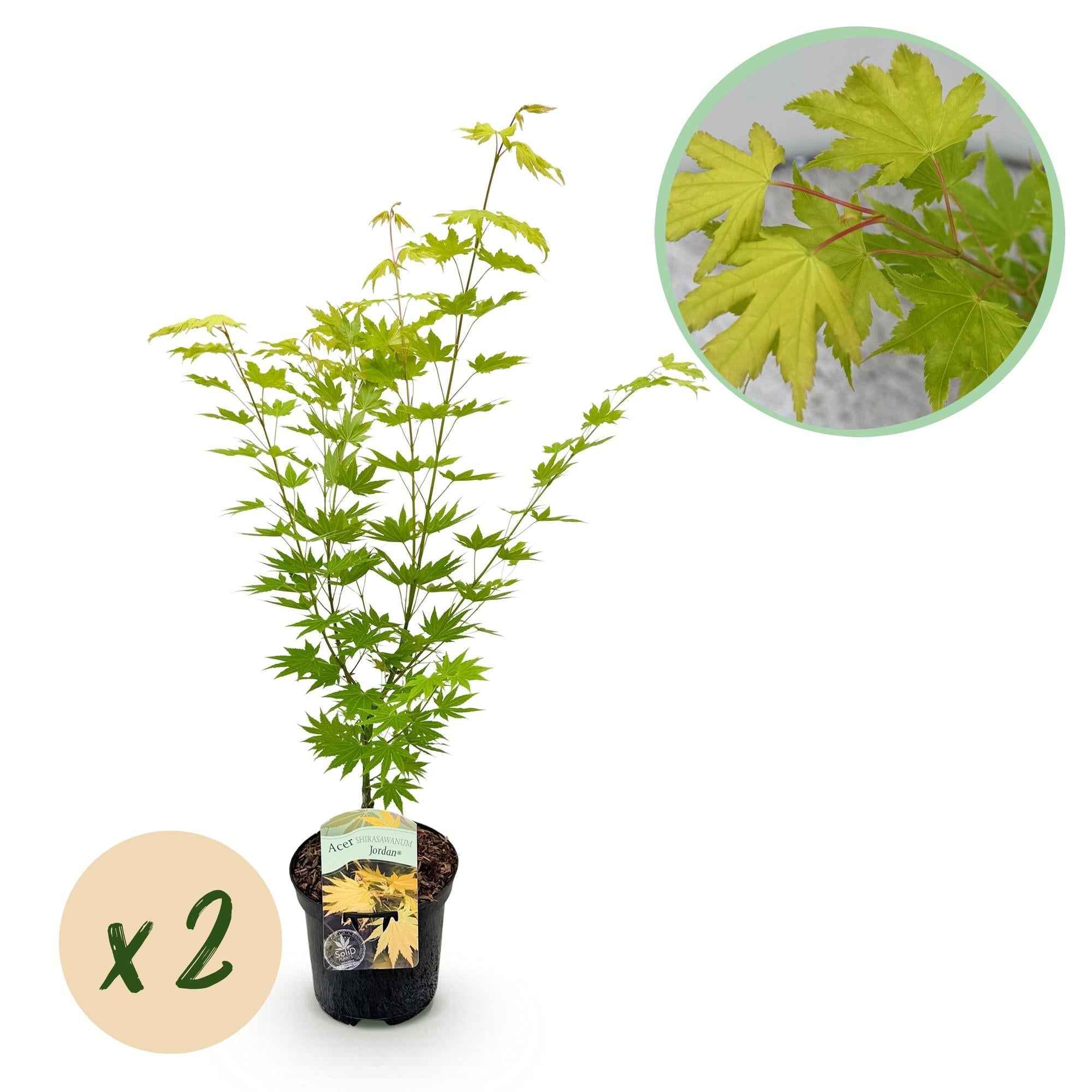 Image of Japanischer Ahorn – Acer palmatum 'Jordan' – 2 Pflanzen – ca. 70cm hoch – Ø19cm – leuchtend gelbe Blätter – Balkon – & Gartenpflanze-0