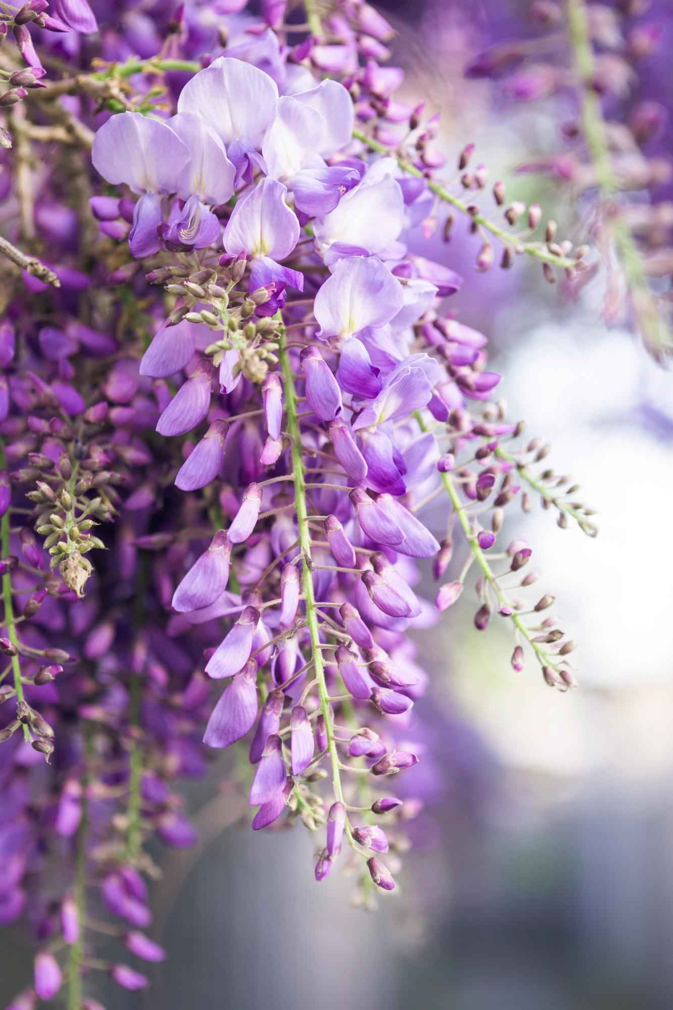Image of Blauregen Wisteria floribunda 'Naga Noda' – Kletterpflanze – Ø15cm – ↕65cm – 2 Pflanzen – Schnell wachsend – Duftende blaue Blütenrispen-1