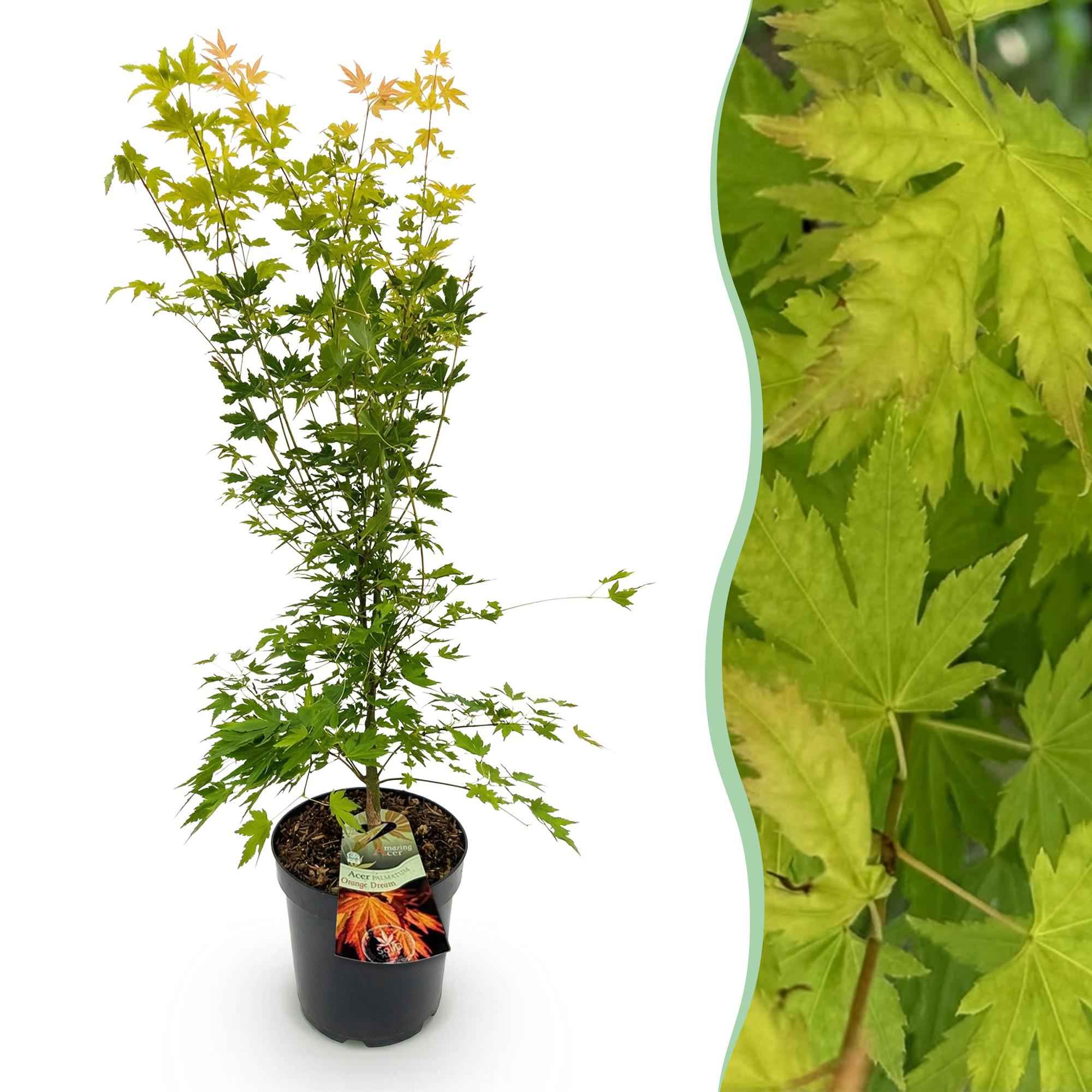 Image of Japanischer Ahorn Acer palmatum Orange Dream, laubabwerfende Gartenpflanze in Gelb Orange, Zierahorn für Garten und Kübel, Ø26cm, 90cm hoch, für-0