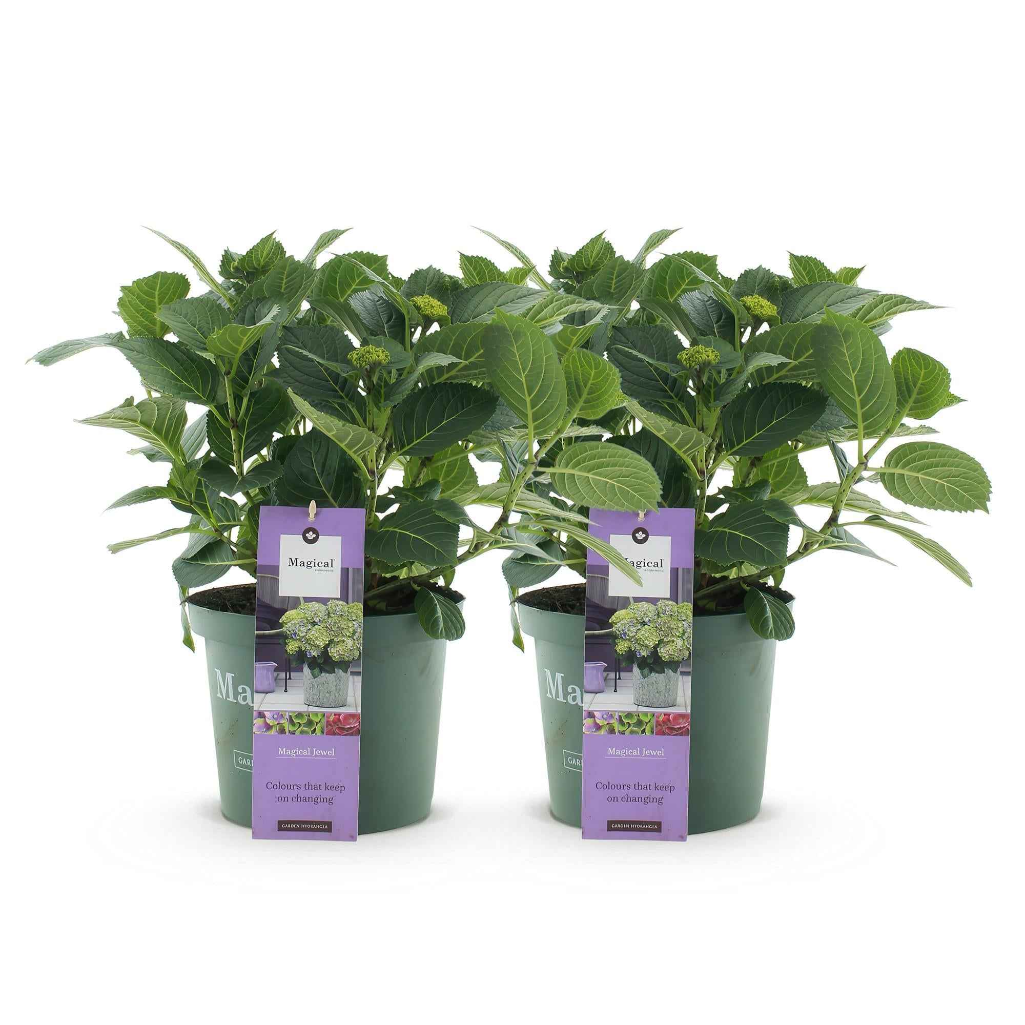 Image of Hortensie Hydrangea macrophylla Magical Jewel Blue – 2 Pflanzen – Blauer Blütenschmuck – Topf Ø23cm – Höhe 55cm – Balkon – und Gartenpflanze-1