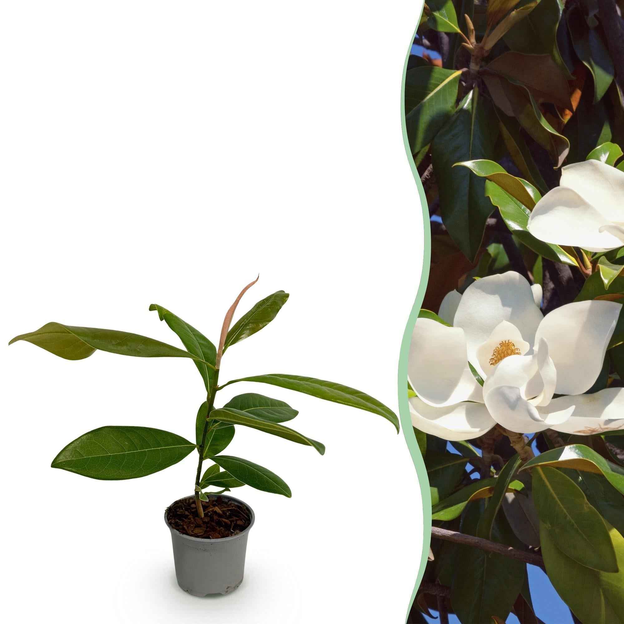 Image of Magnolia grandiflora – 12cm – Höhe ca. 30cm – Immergrüne Großblütige Magnolie mit duftenden weißen Sommerblüten-0