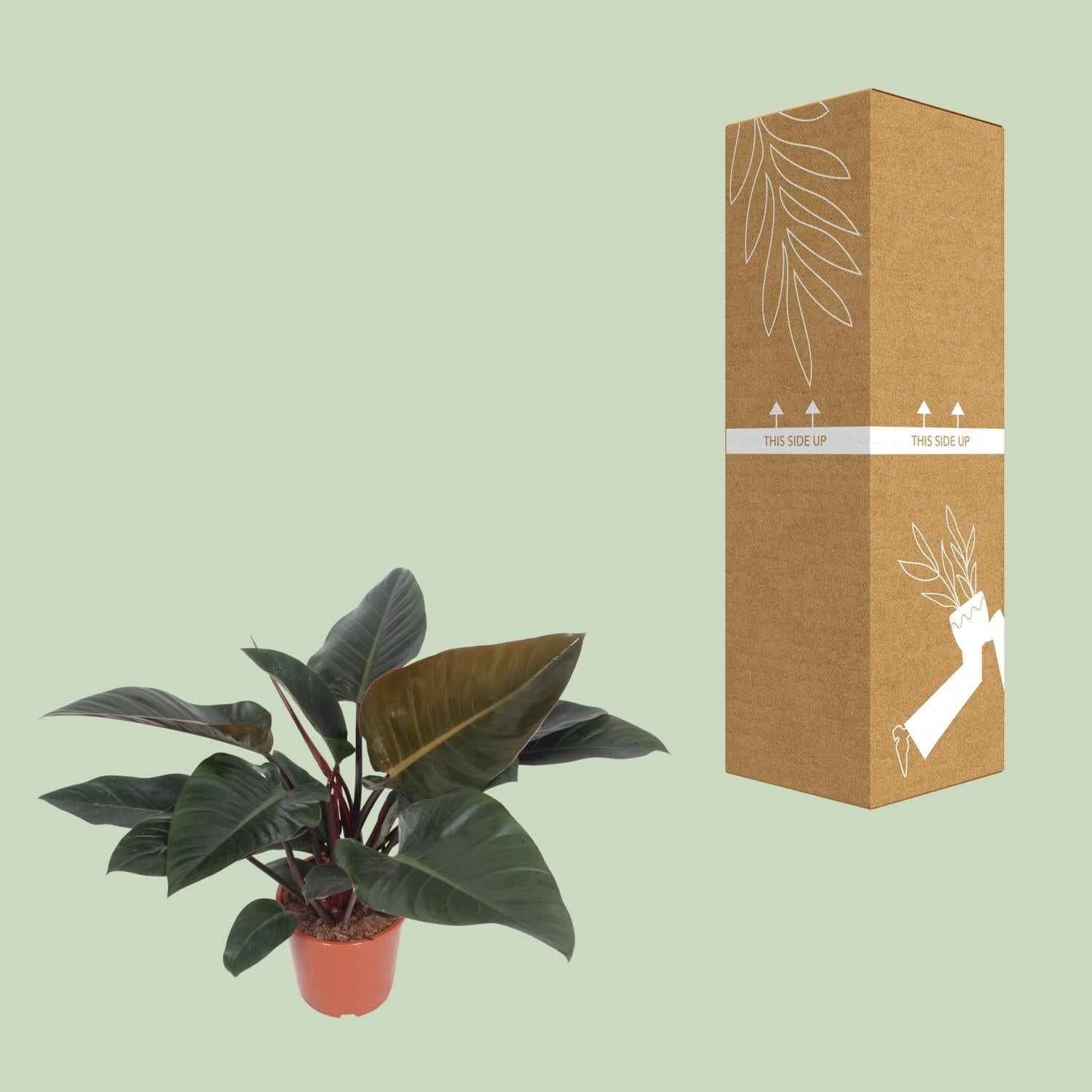 Image of Baumfreund – Philodendron Congo Red – Zimmerpflanze – Ø27cm – ↕80cm – Herzförmige Blätter – Luftreinigend – Pflegeleicht-2