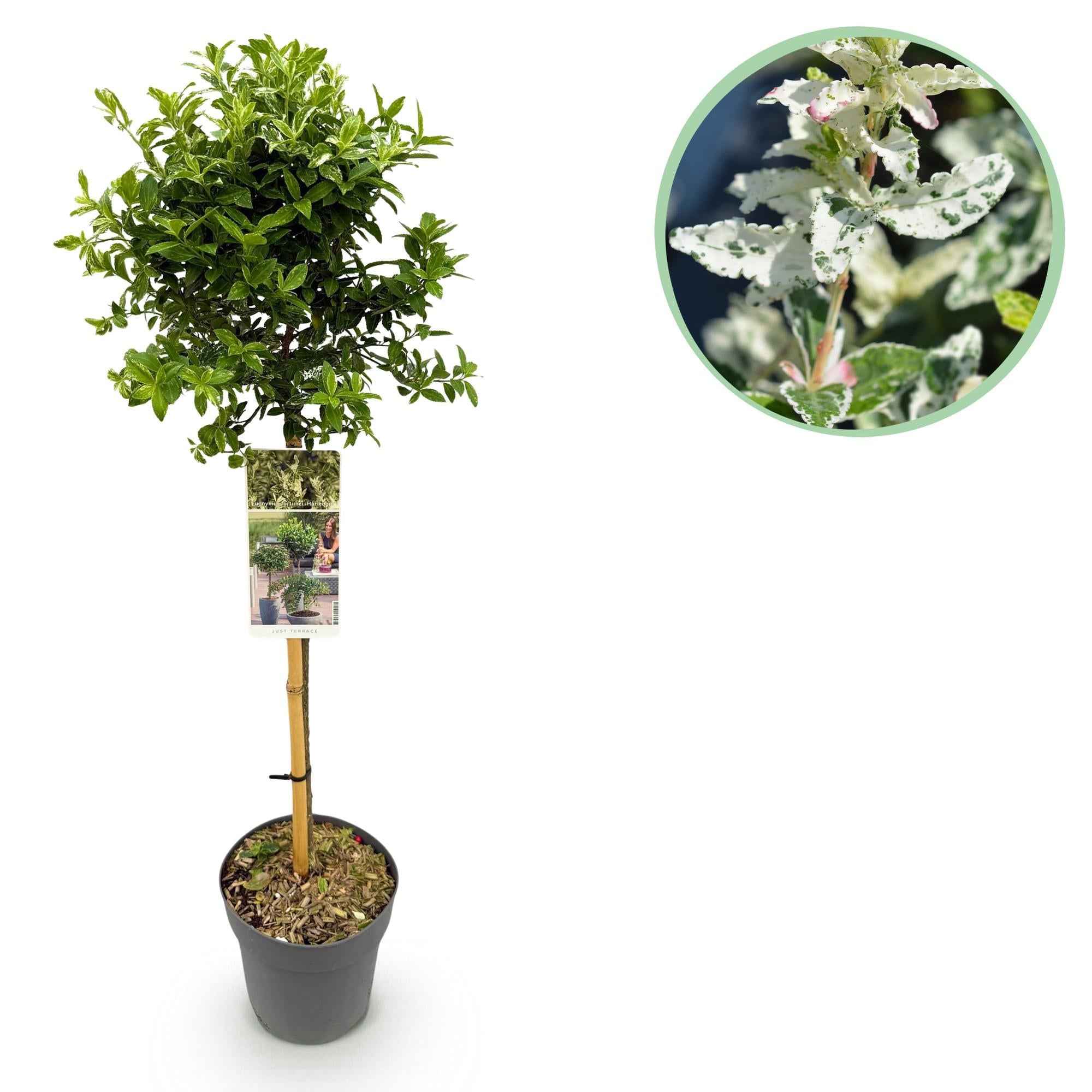 Image of Euonymus fortunei ‘Harlequin’ – Immergrüne Stamm – Pflanze – Terrassen – & Gartenpflanze – pflegeleicht & kompakt – Topf Ø19cm – Höhe ca. 90cm-0
