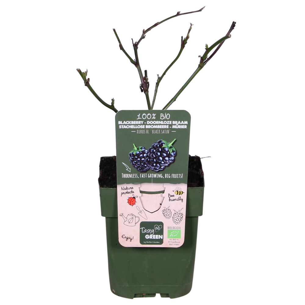 Image of Brombeere - Rubus fruticosus Black Satin - Dornenlose Brombeerpflanze - Ø13cm - Höhe ca. 45cm - Winterharte Obstpflanze für Garten und Terrasse-0