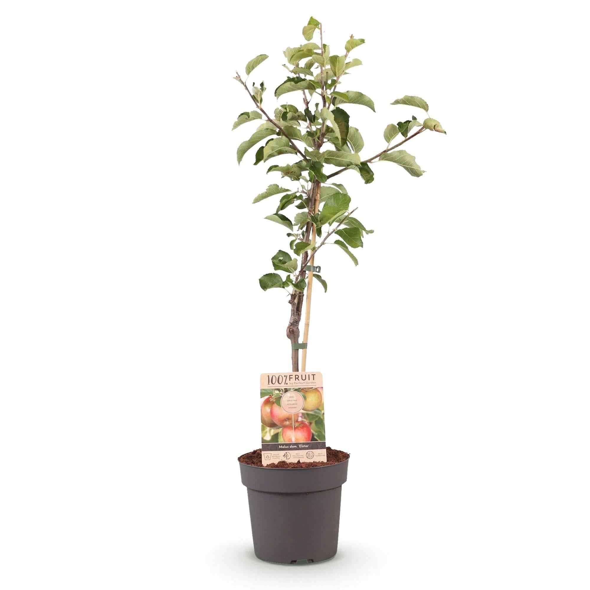 Image of Apfelbaum – Malus domestica 'Elstar' – Rote & grüne Äpfel – Obstbaum für Garten & Balkon – Pflegeleicht – Topf Ø21cm – Höhe ca. 90cm-2