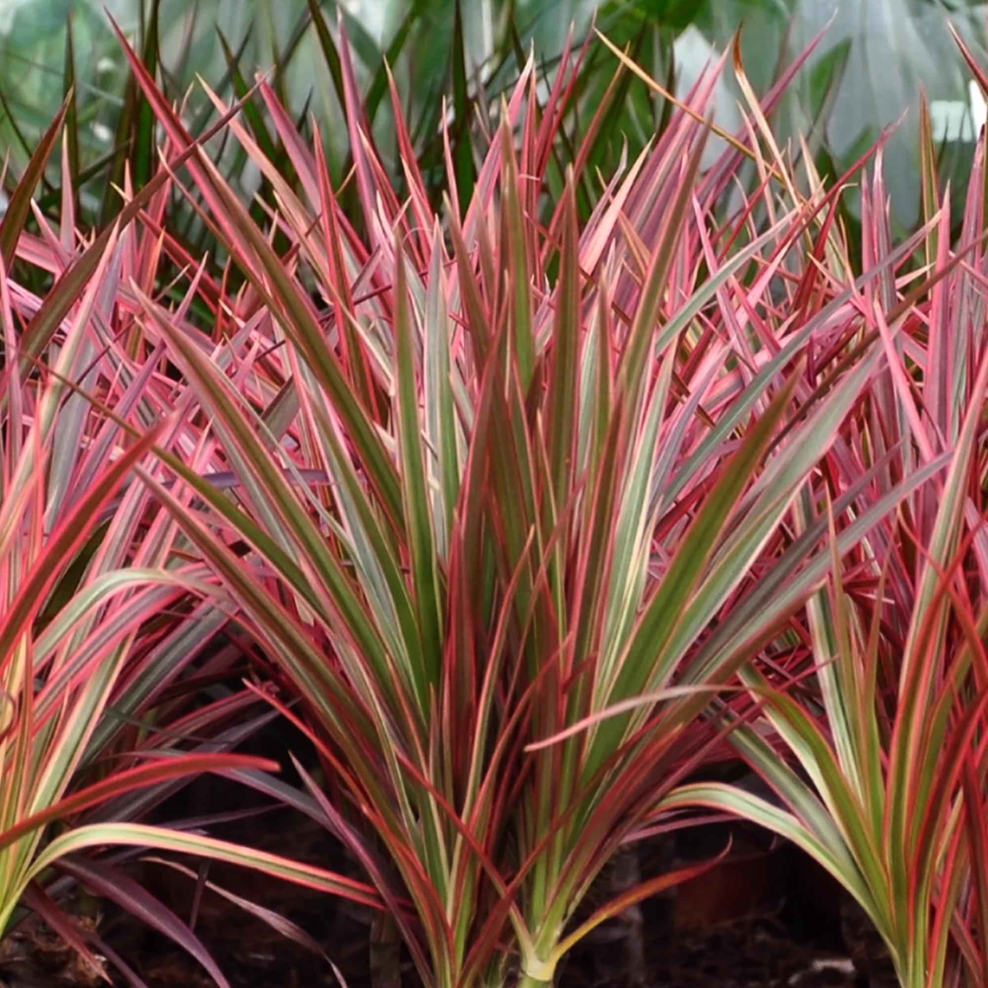 Image of Dracaena Magenta – Drachenbaum – 21cm – Höhe 90-100cm – Pflegeleichte rot – grüne Zimmerpflanze mit dekorativen Stämmen für Wohnzimmer und Büro-4