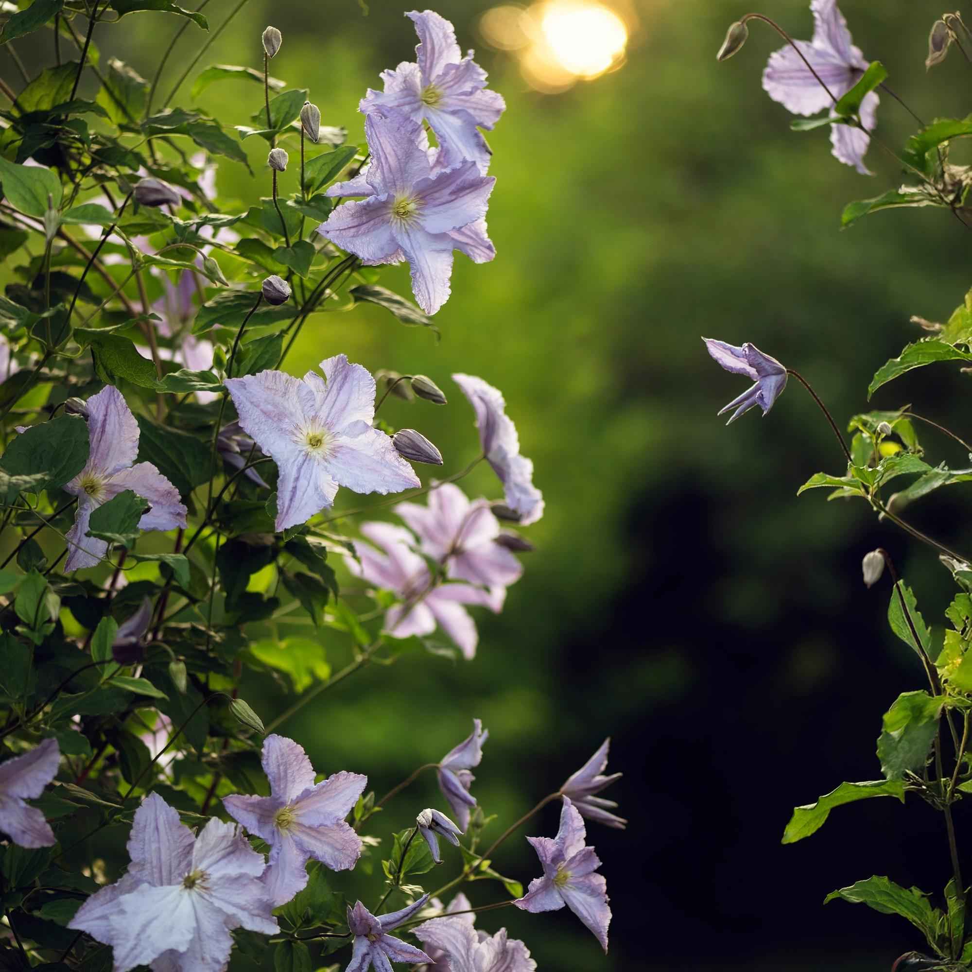 Image of Clematis 'Blue Angel' – 2er Set – Kletterpflanze mit hellblauen Blüten – Ø11cm – Höhe ca. 40cm – Pflegeleicht – Blüht Frühling bis Sommer-3