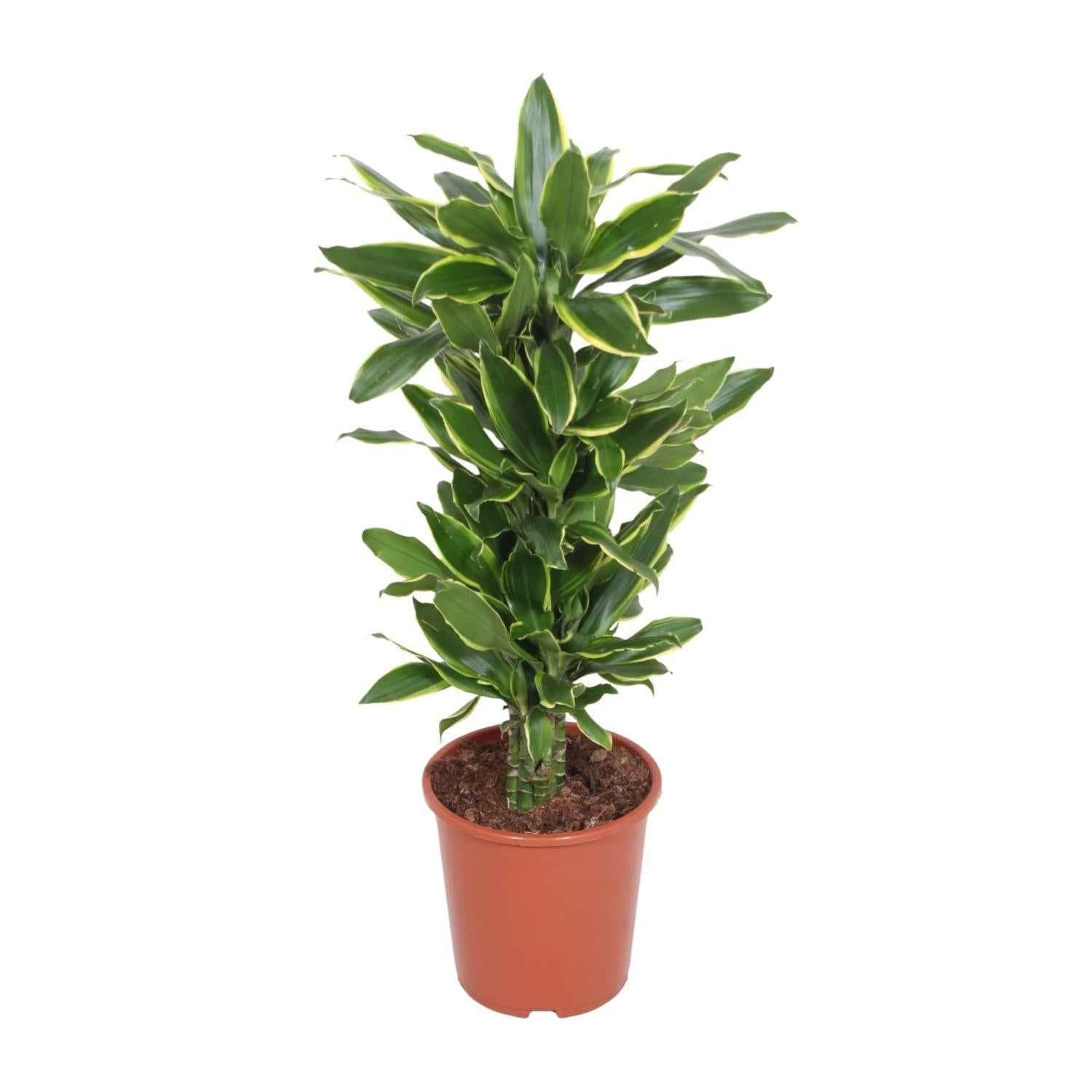 Image of Dracaena Golden Coast – Drachenbaum – Ø27cm ↕110cm – Große pflegeleichte Zimmerpflanze mit grün-gelben Blättern für Wohnzimmer & Büro