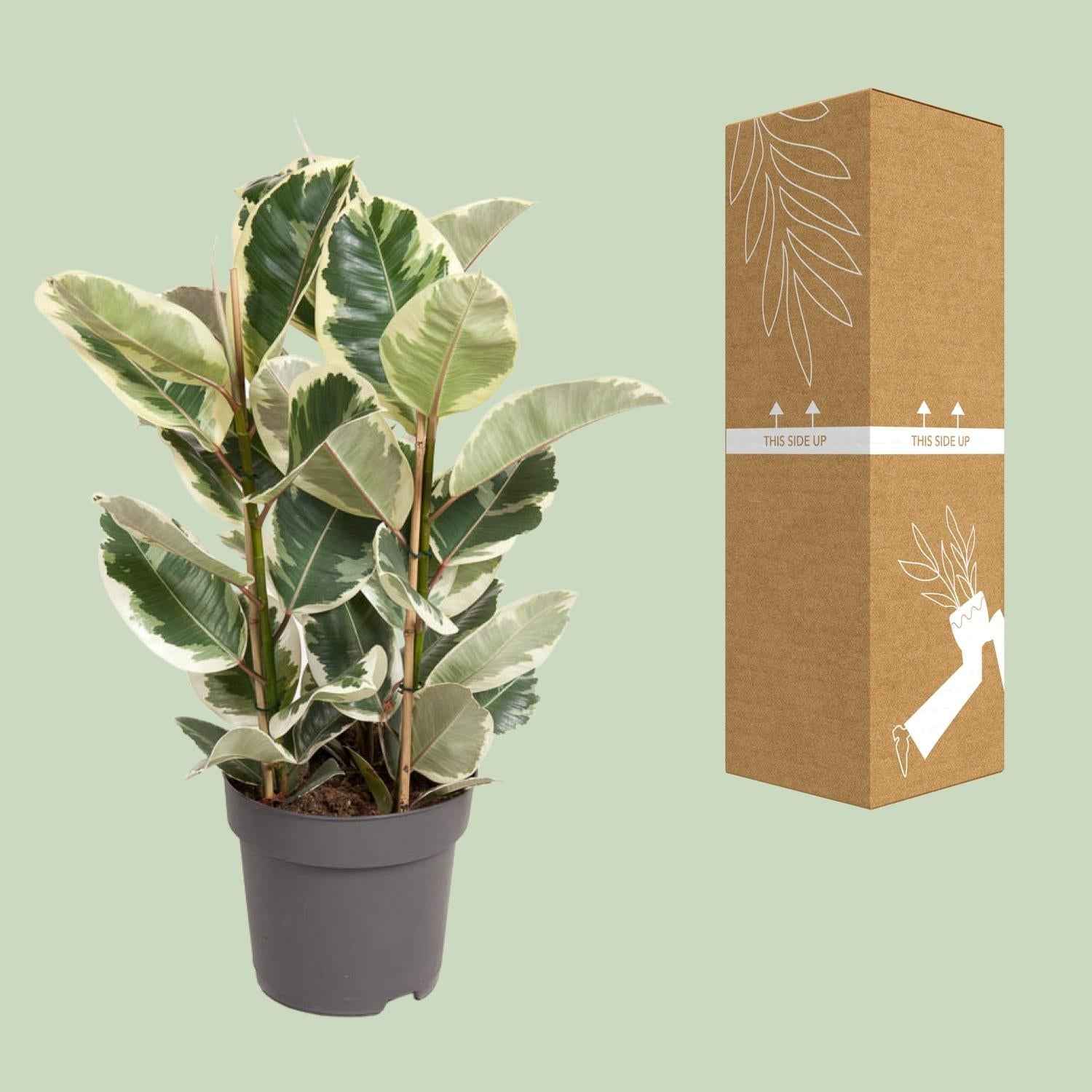 Image of Ficus Elastica Tineke – 100cm hoch – Ø27cm – Bunte Gummibaum – Zimmerpflanze – Luftreinigend & pflegeleicht – Tropische Deko für Wohn – und Büroräume-2
