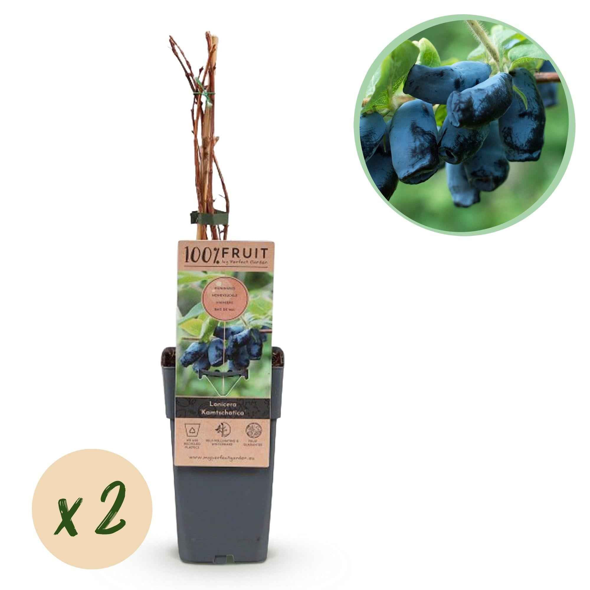 Image of Lonicera caerulea Kamchatika – 2 Pflanzen 15cm – ca. 50cm hoch – Honigbeere / Blaue Geißblatt – Beere – Obstpflanze mit essbaren Früchten-1