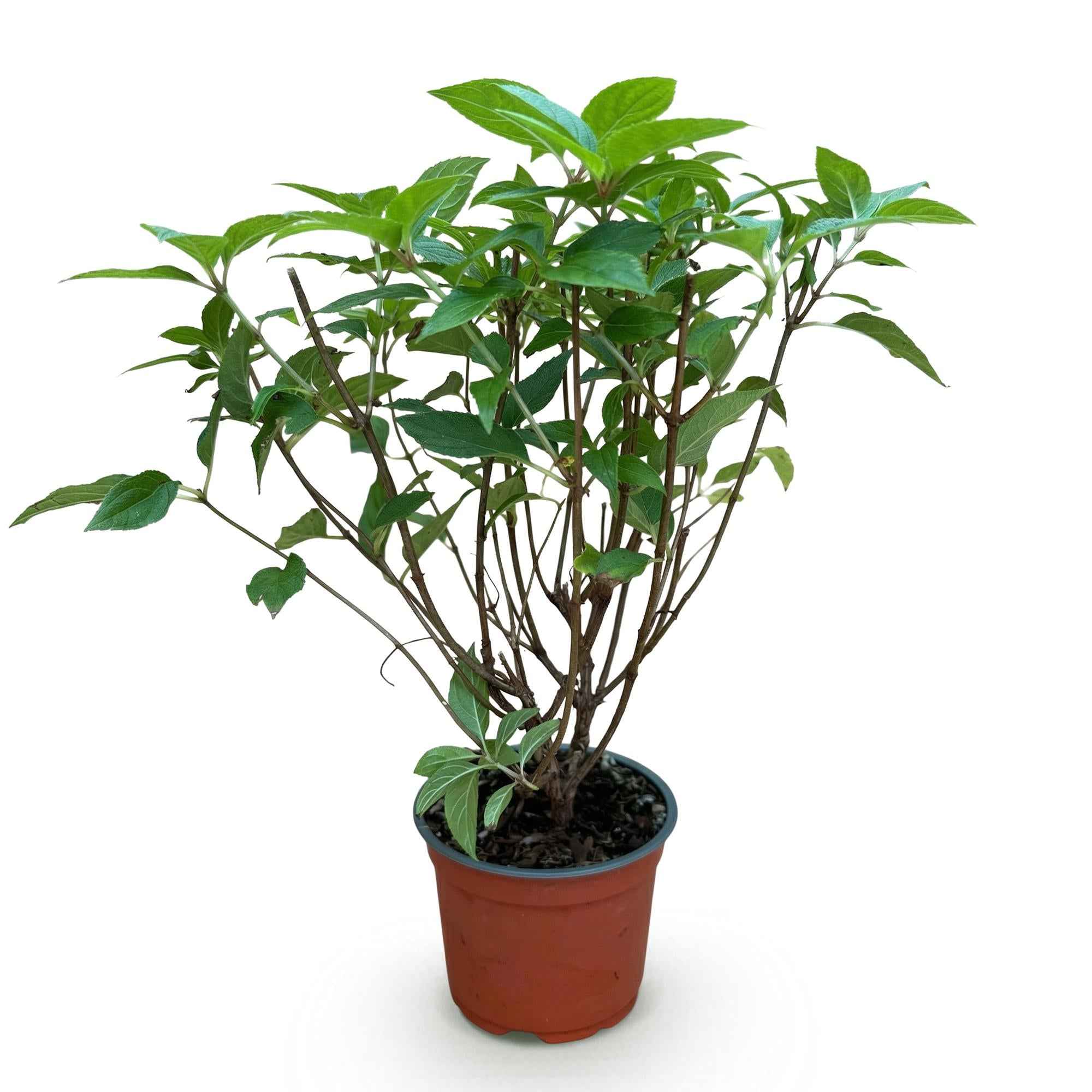 Image of Rispenhortensie Hydrangea paniculata Limelight winterhart limettengrün 20-30cm 12cm für Garten Balkon Terrasse Beet blühender Zierstrauch-2