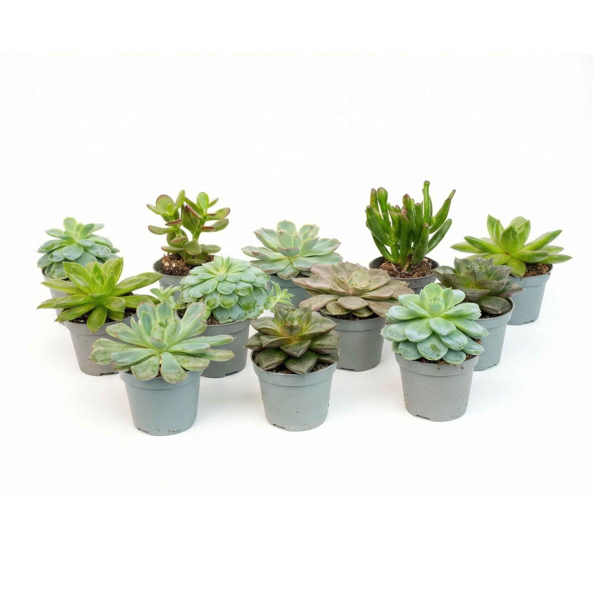 Image of 12er – Set Sukkulenten Mix – 12 verschiedene Mini – Sukkulenten im 6cm Topf – 8-12cm hoch – ideal für offene Terrarien & Geschenk-0