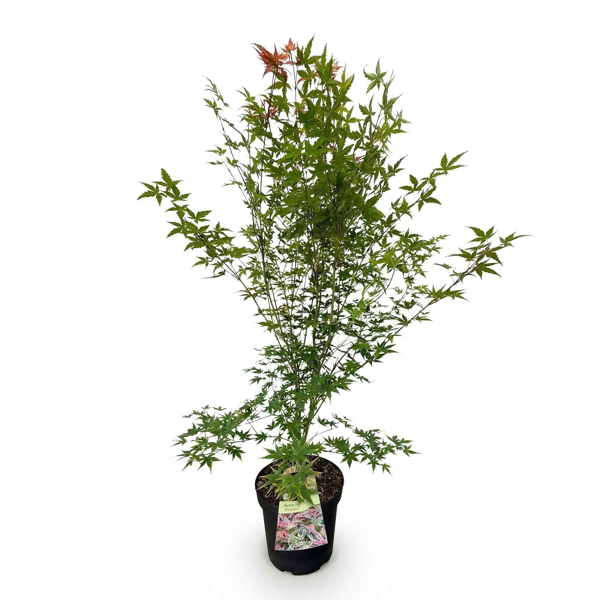 Image of Japanischer Ahorn Acer palmatum Phoenix, laubabwerfende Gartenpflanze in Grün und Rot, Zierahorn für Garten und Kübel, Ø26cm, 90cm hoch, für-2