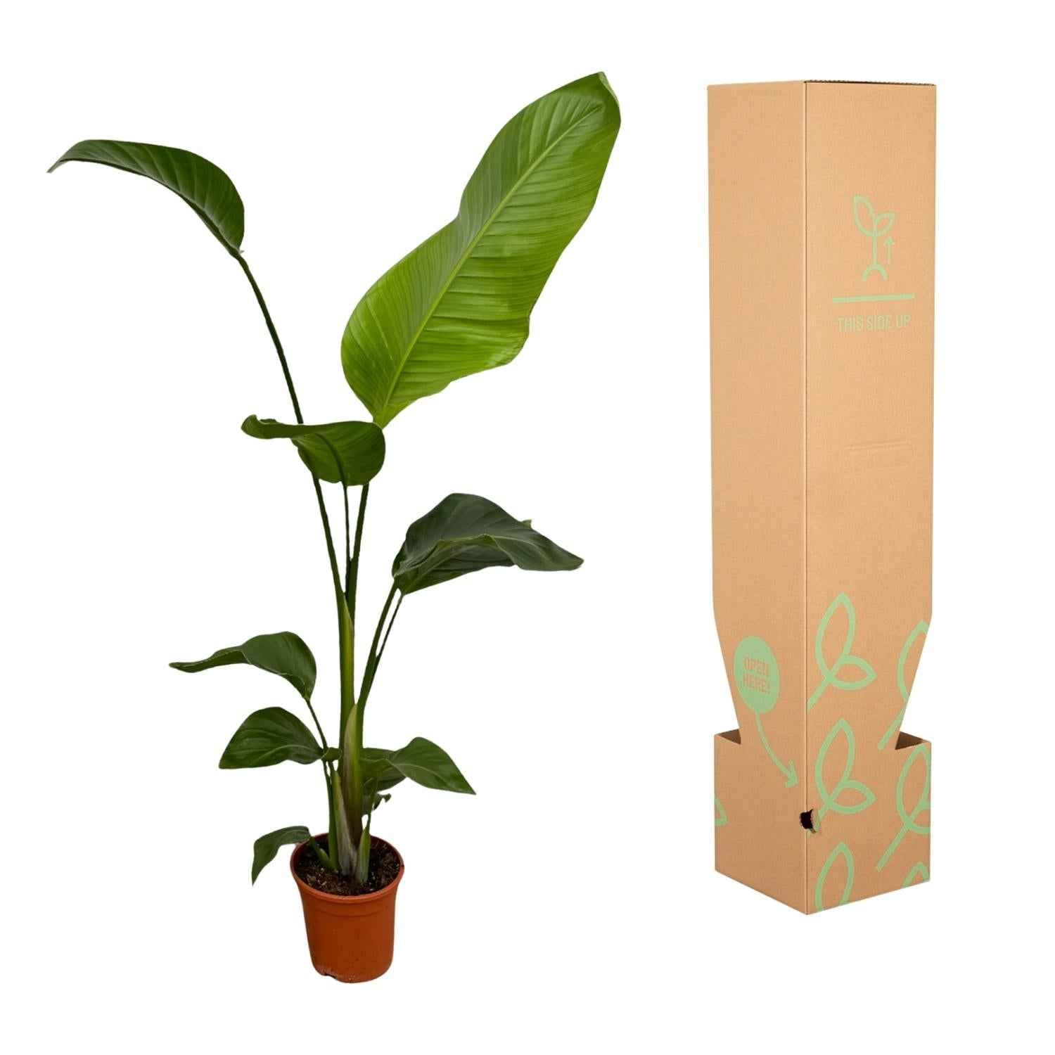 Image of Weißer Paradiesvogel – Strelitzia Nicolai – Zimmerpflanze – Ø17cm – ca. 100cm hoch – Exotisches Grün für Innenräume – 2 Pflanzen-3
