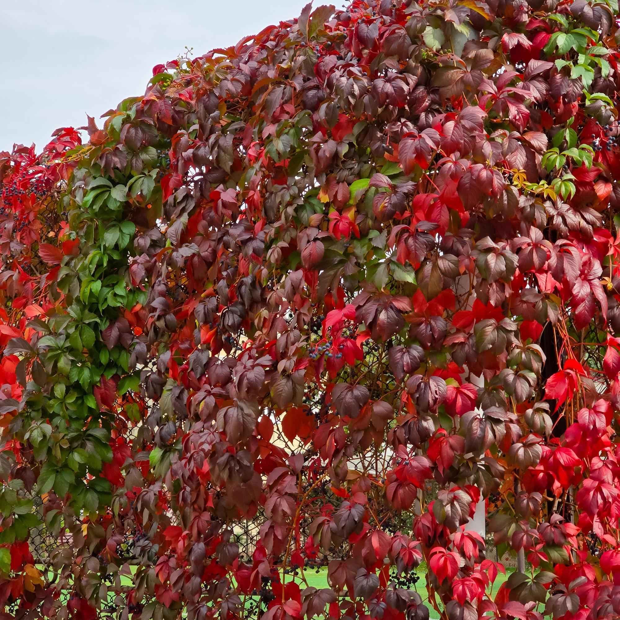 Image of Selbstklimmender Mauerwein Parthenocissus Engelmannii – Kletterpflanze mit grünen & roten Blättern – 2 Pflanzen – 11cm x H40cm – Pflegeleicht