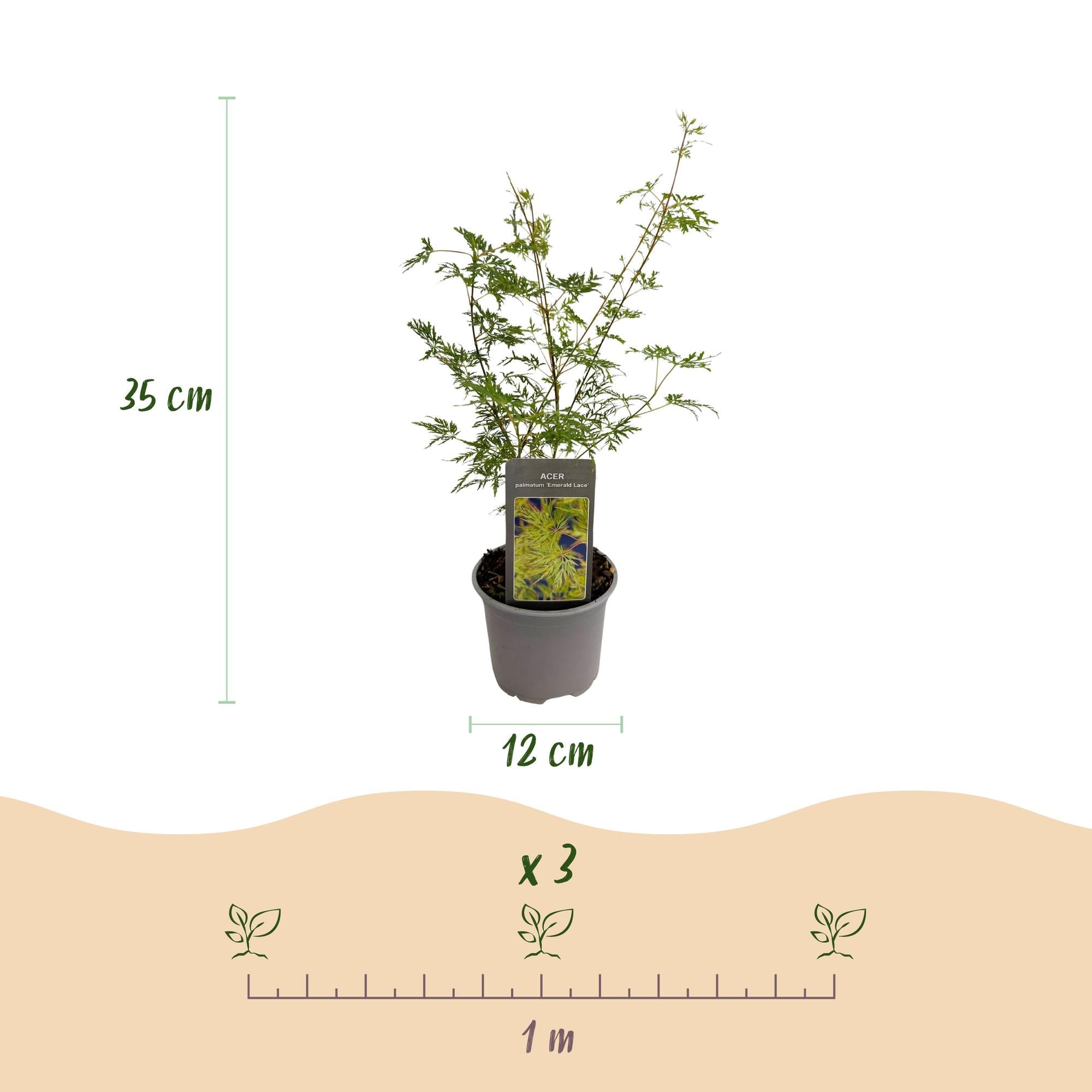 Image of Ahorn Acer palmatum Emerald Lace – 12cm Höhe ca.35cm – Fein gefiedertes grünes Laub & elegante Struktur – Laubabwerfend & pflegeleicht-4
